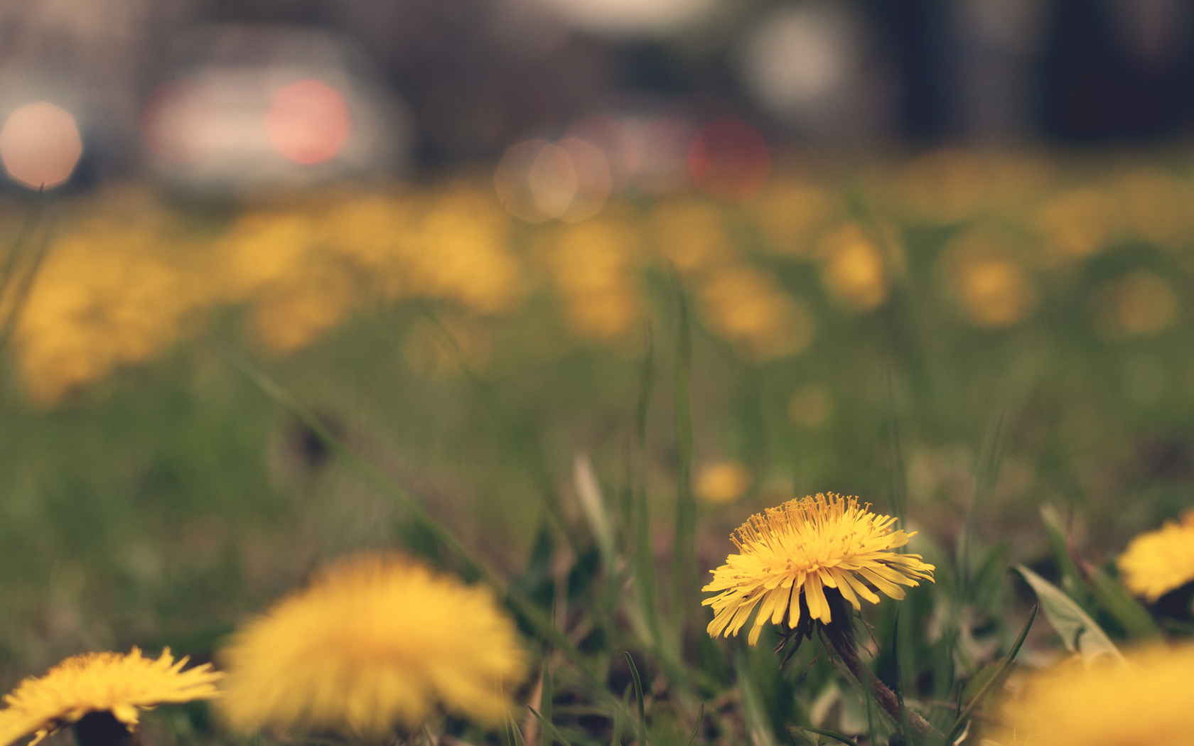 Download mobile wallpaper Flower, Earth, Dandelion for free.