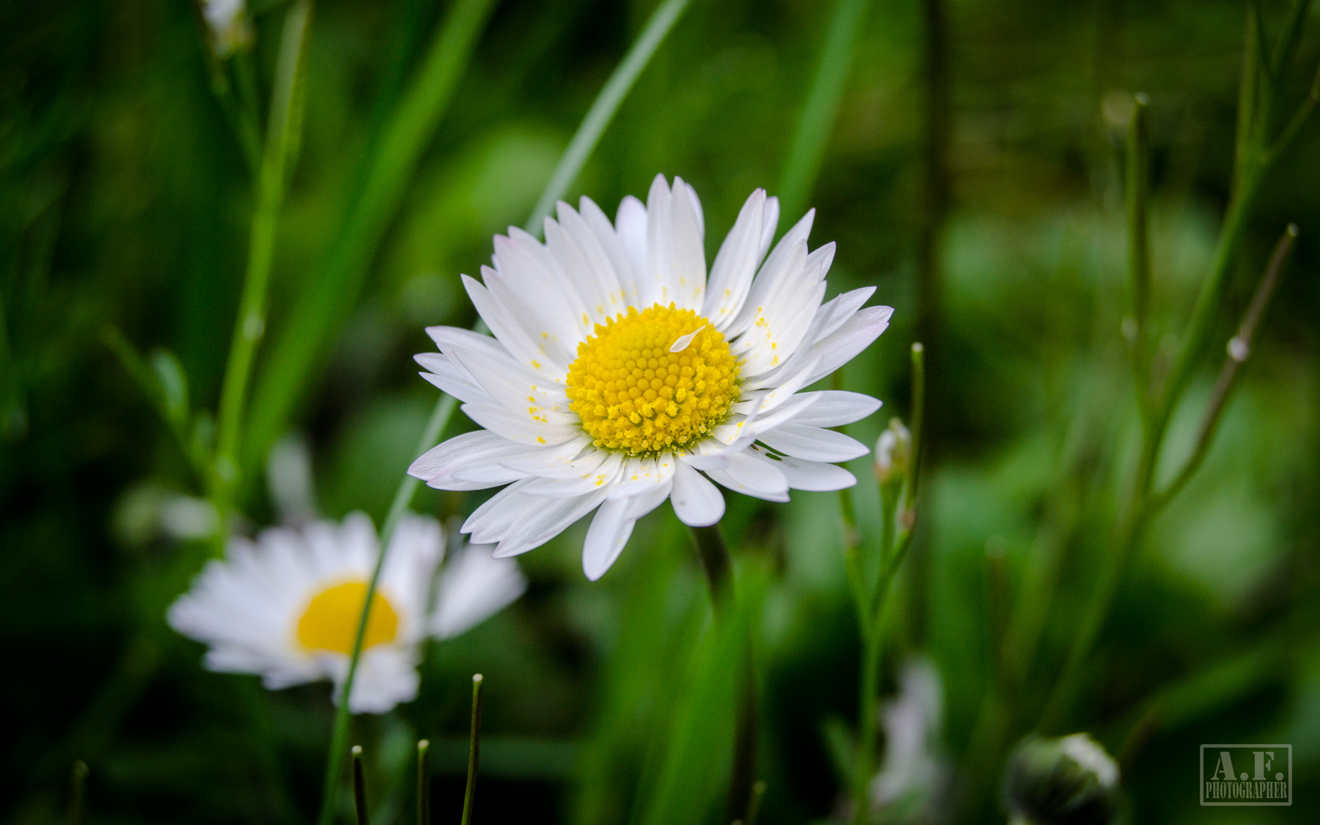 Téléchargez gratuitement l'image Fleurs, Fleur, Terre/nature sur le bureau de votre PC