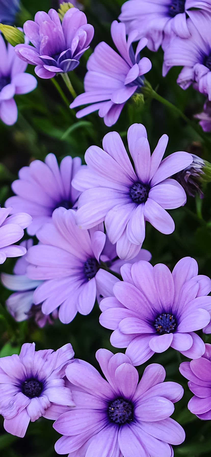 Download mobile wallpaper Nature, Flower, Earth, Daisy, African Daisy, Purple Flower for free.