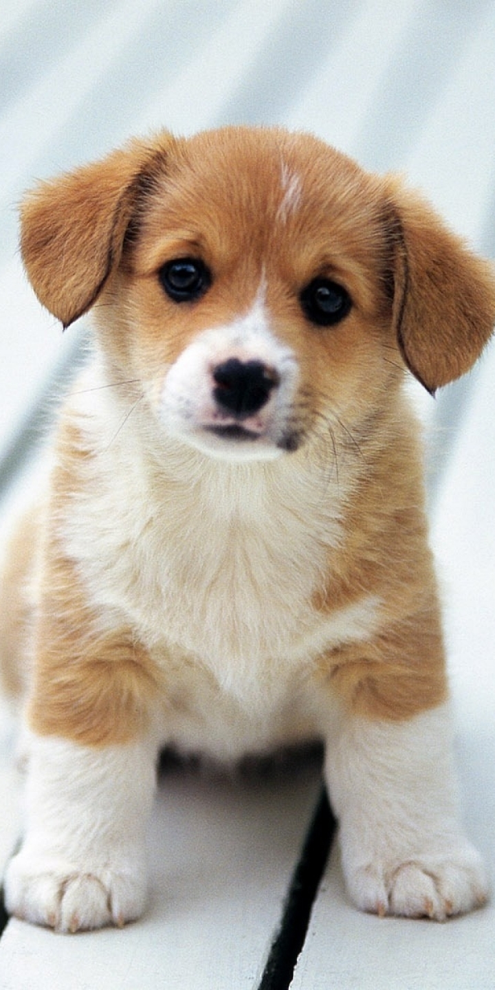 Download mobile wallpaper Dogs, Dog, Animal, Puppy, Baby Animal for free.