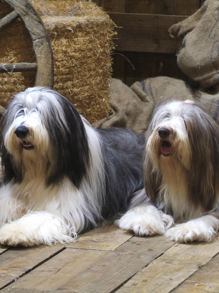 Download mobile wallpaper Dogs, Dog, Animal, Bearded Collie for free.