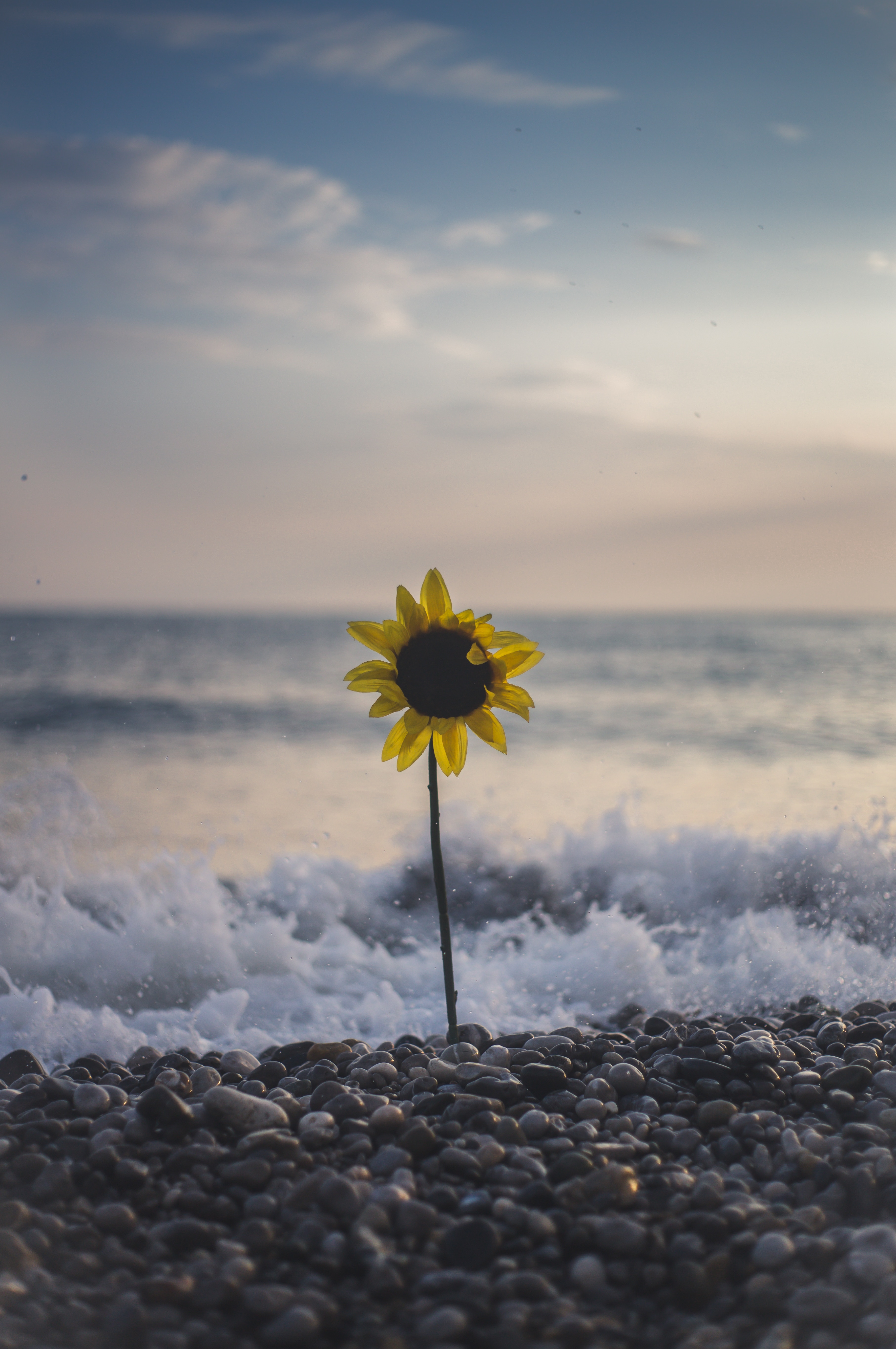 Download mobile wallpaper Surf, Stones, Waves, Flower, Flowers, Sea, Sunflower for free.