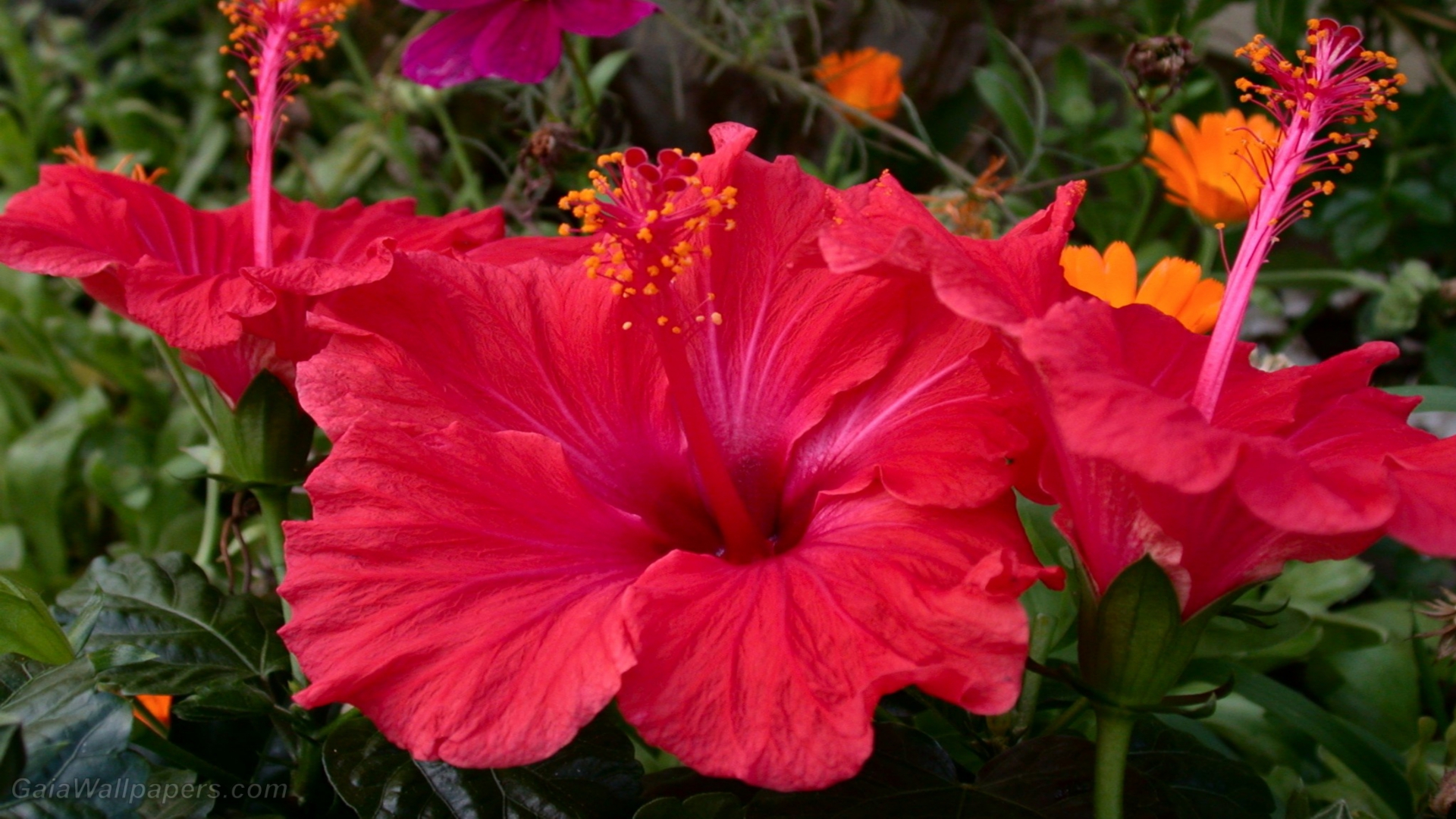 Téléchargez gratuitement l'image Fleurs, Fleur, Hibiscus, Fleur Rouge, Terre/nature sur le bureau de votre PC