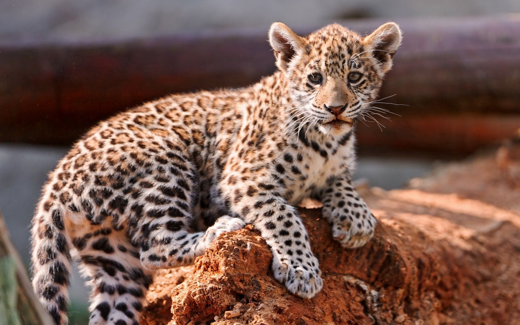 59674 baixar papel de parede animais, leopardo, novo, bezerro, gatinha, gatinho - protetores de tela e imagens gratuitamente