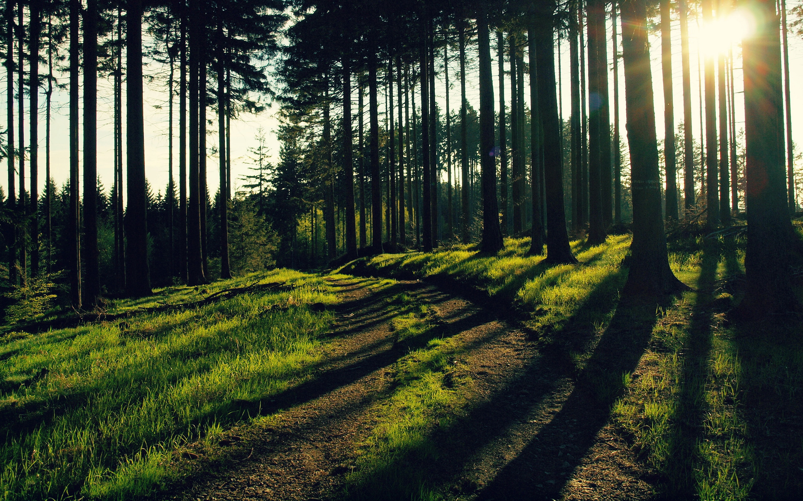 Téléchargez des papiers peints mobile Forêt, Terre/nature gratuitement.