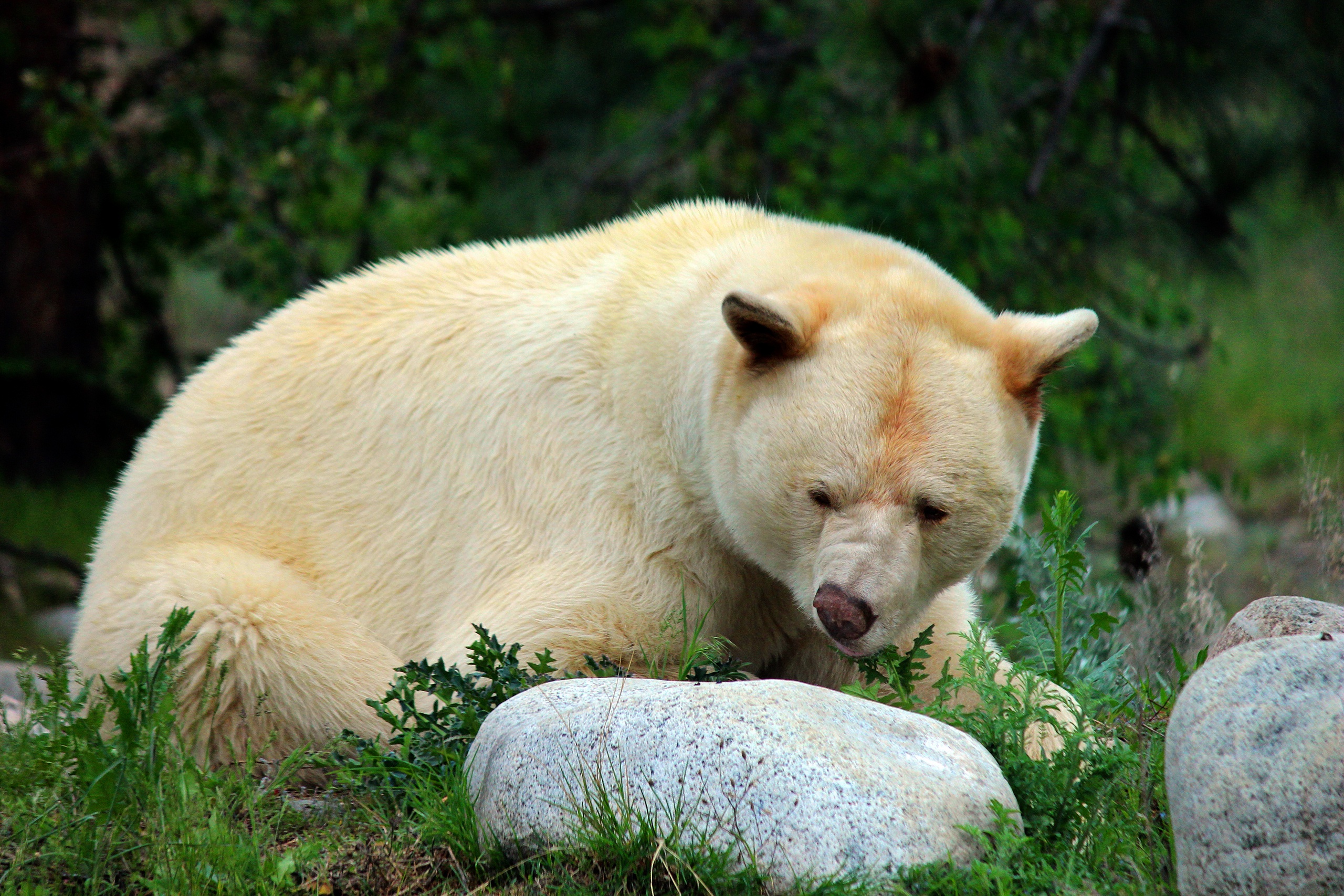 Download mobile wallpaper Bear, Stone, Animal, Kermode Bear for free.