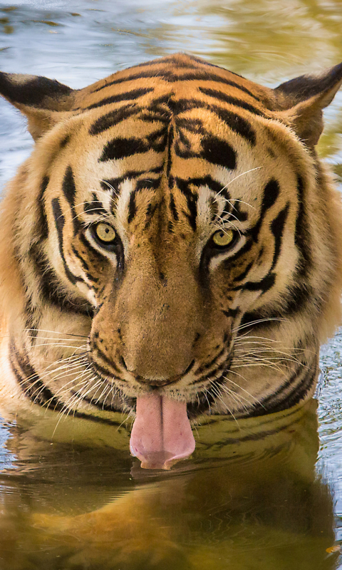 animal, tiger, face, close up, water, tongue, cats wallpaper for mobile