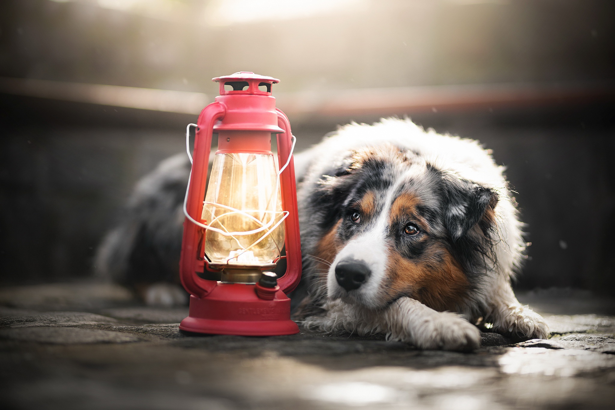 Free download wallpaper Dogs, Dog, Lantern, Animal, Australian Shepherd on your PC desktop