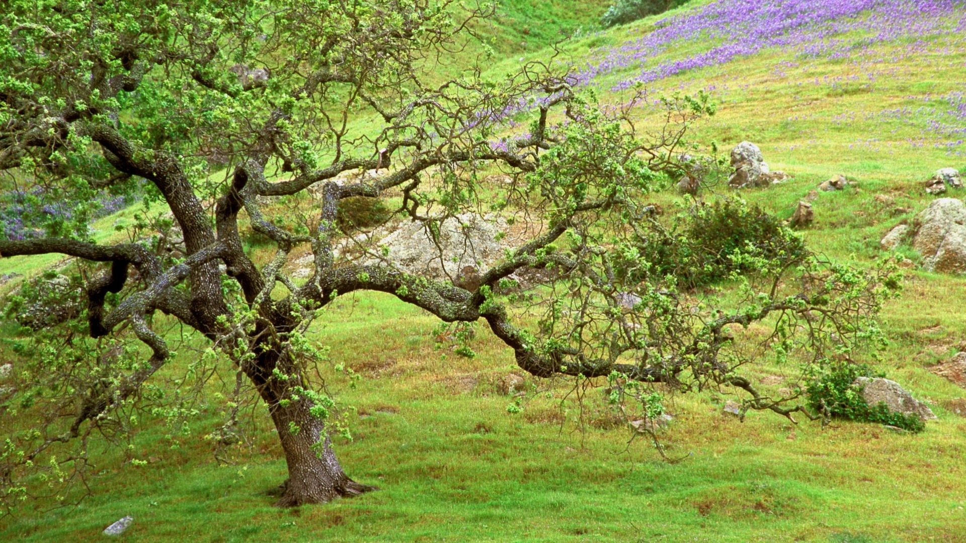 Free download wallpaper Nature, Trees, Landscape on your PC desktop