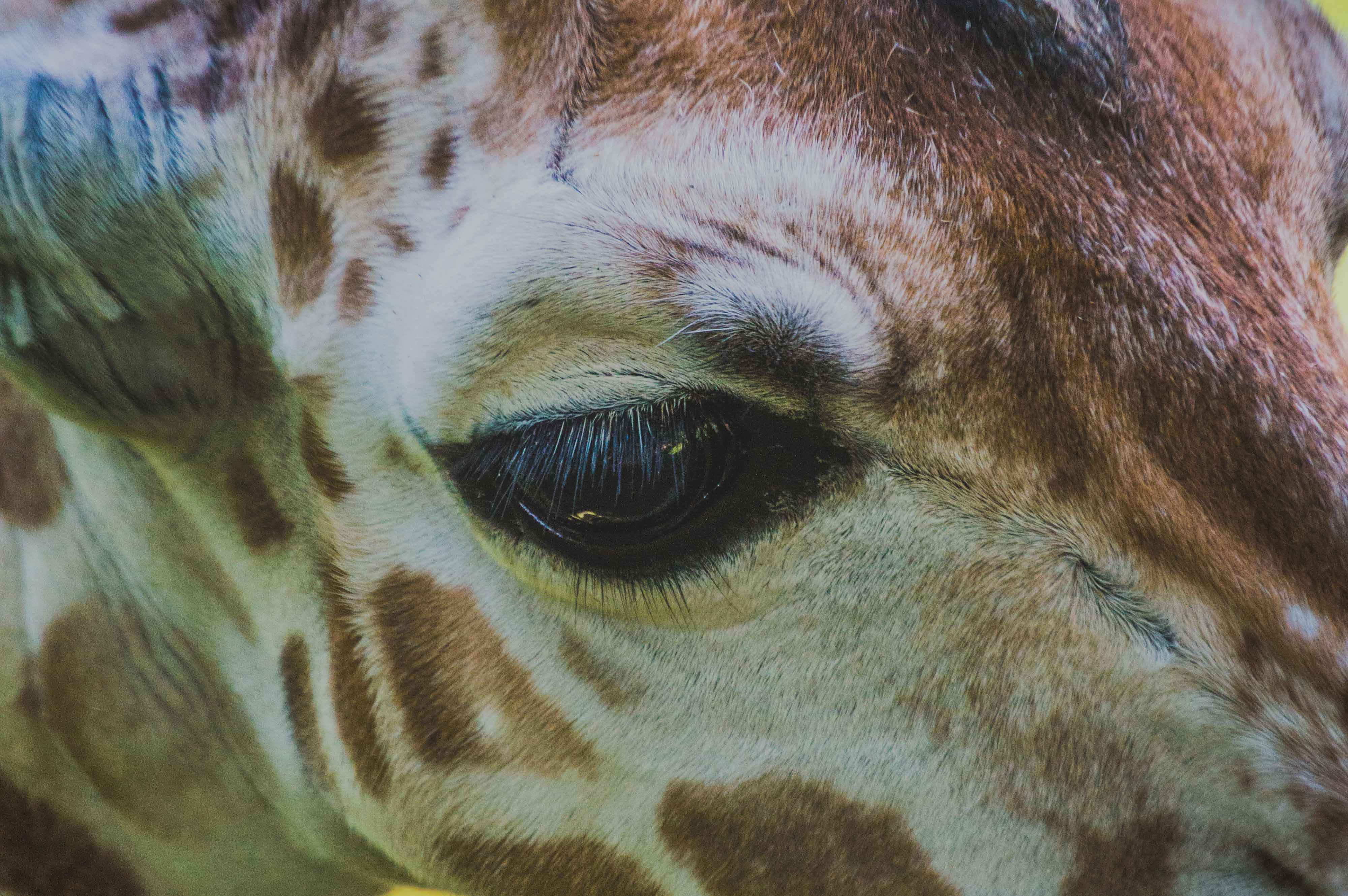 Free download wallpaper Muzzle, Giraffe, Eye, Animals on your PC desktop
