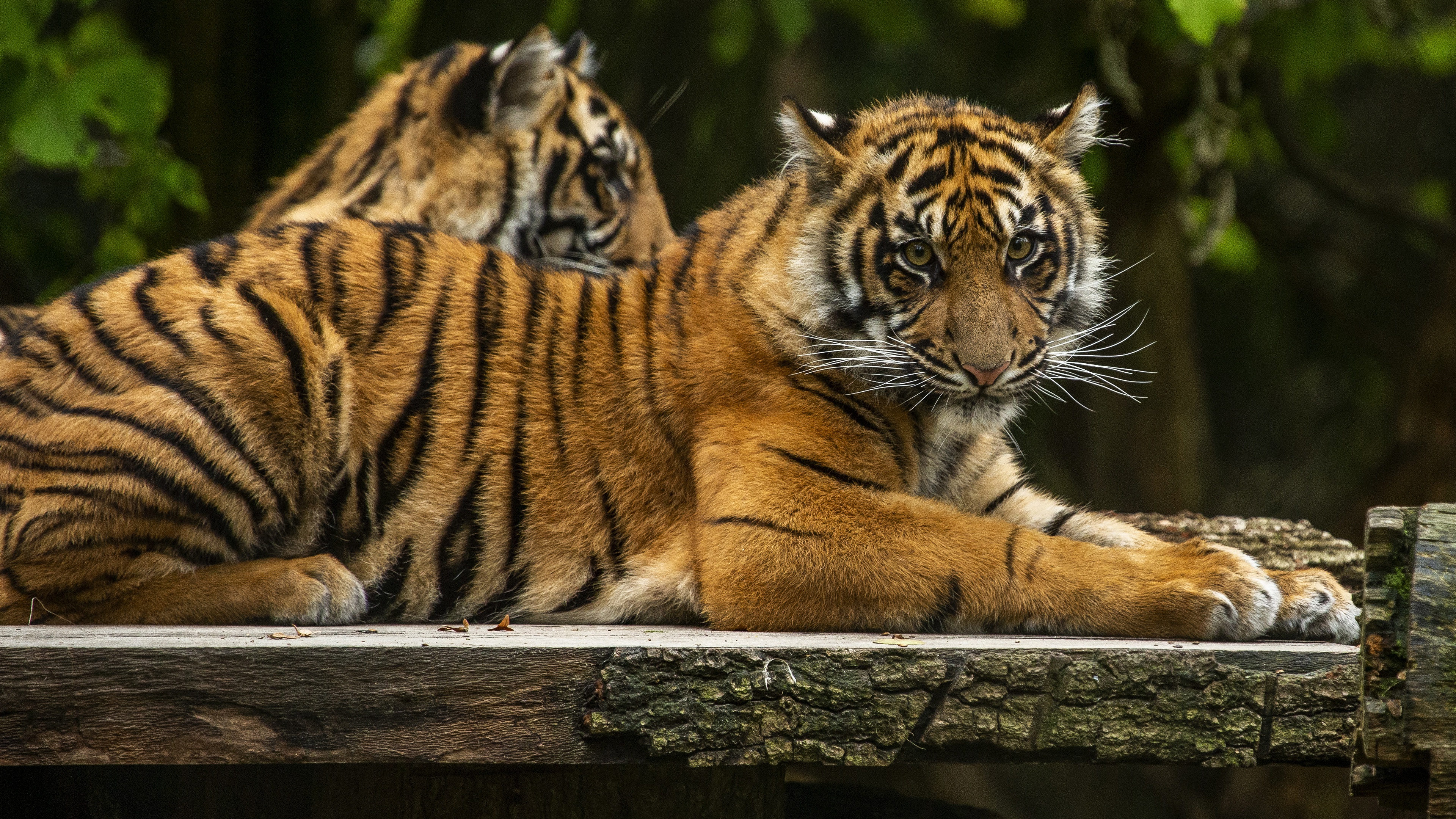 Baixar papel de parede para celular de Animais, Gatos, Tigre gratuito.