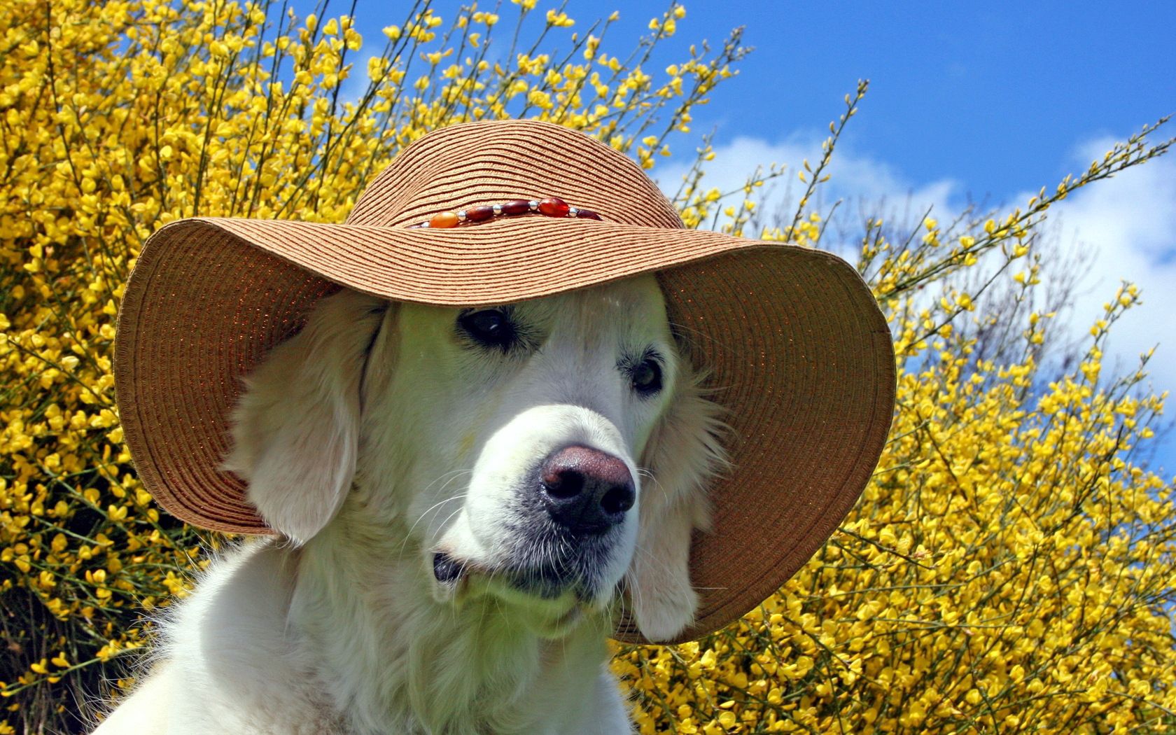 Laden Sie das Schnauze, Hut, Tiere, Hund, Sommer-Bild kostenlos auf Ihren PC-Desktop herunter