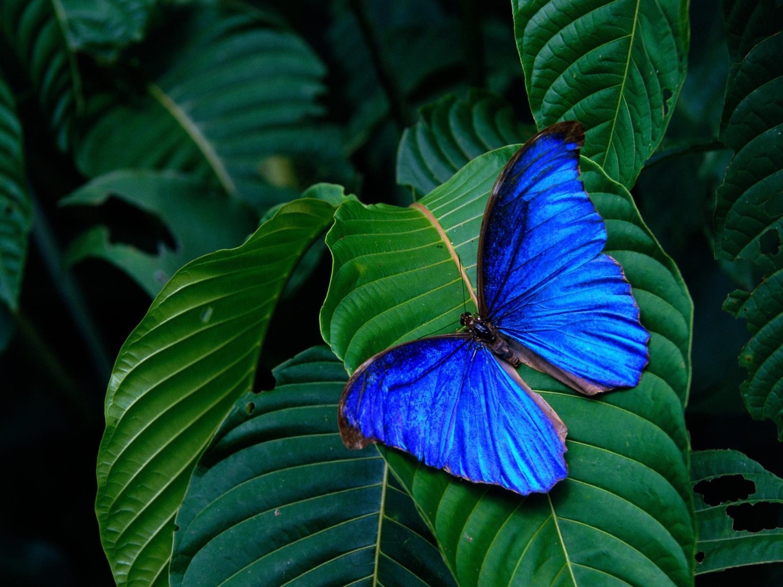 butterflies, insects Full HD