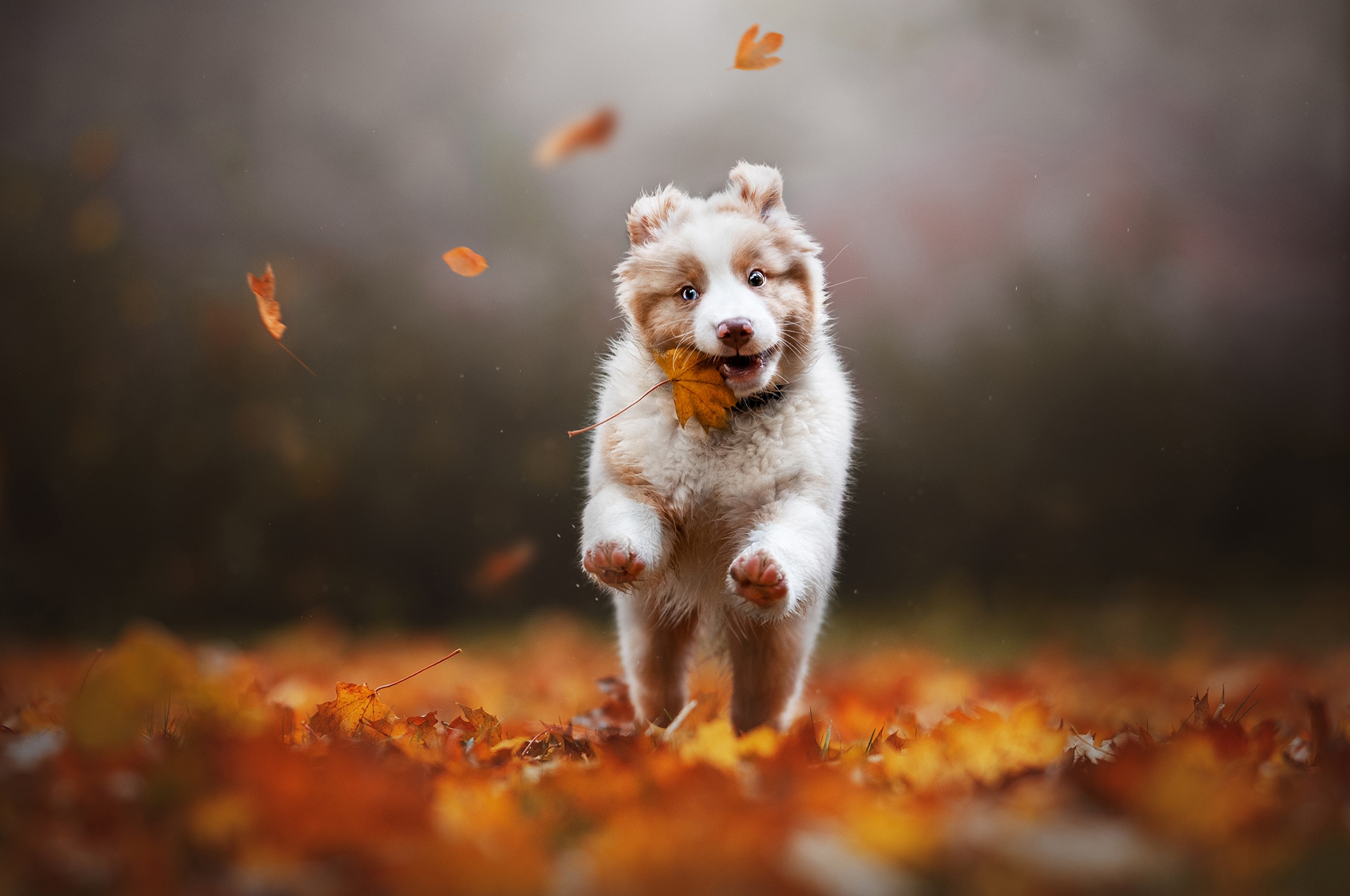 Descarga gratis la imagen Animales, Perros, Otoño, Perro, Hoja, Cachorro, Pastor Australiano, Bebe Animal, Profundidad De Campo en el escritorio de tu PC