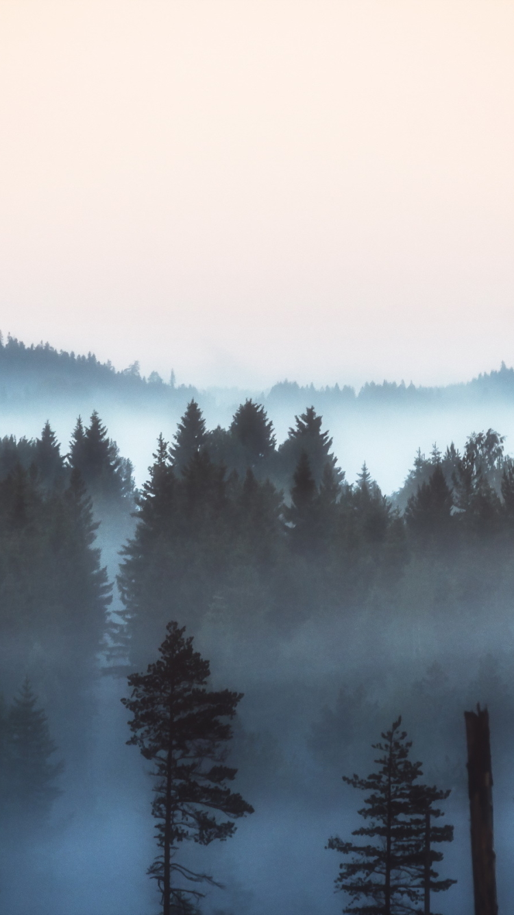 Téléchargez des papiers peints mobile Paysage, Forêt, Brouillard, La Nature, Terre/nature gratuitement.