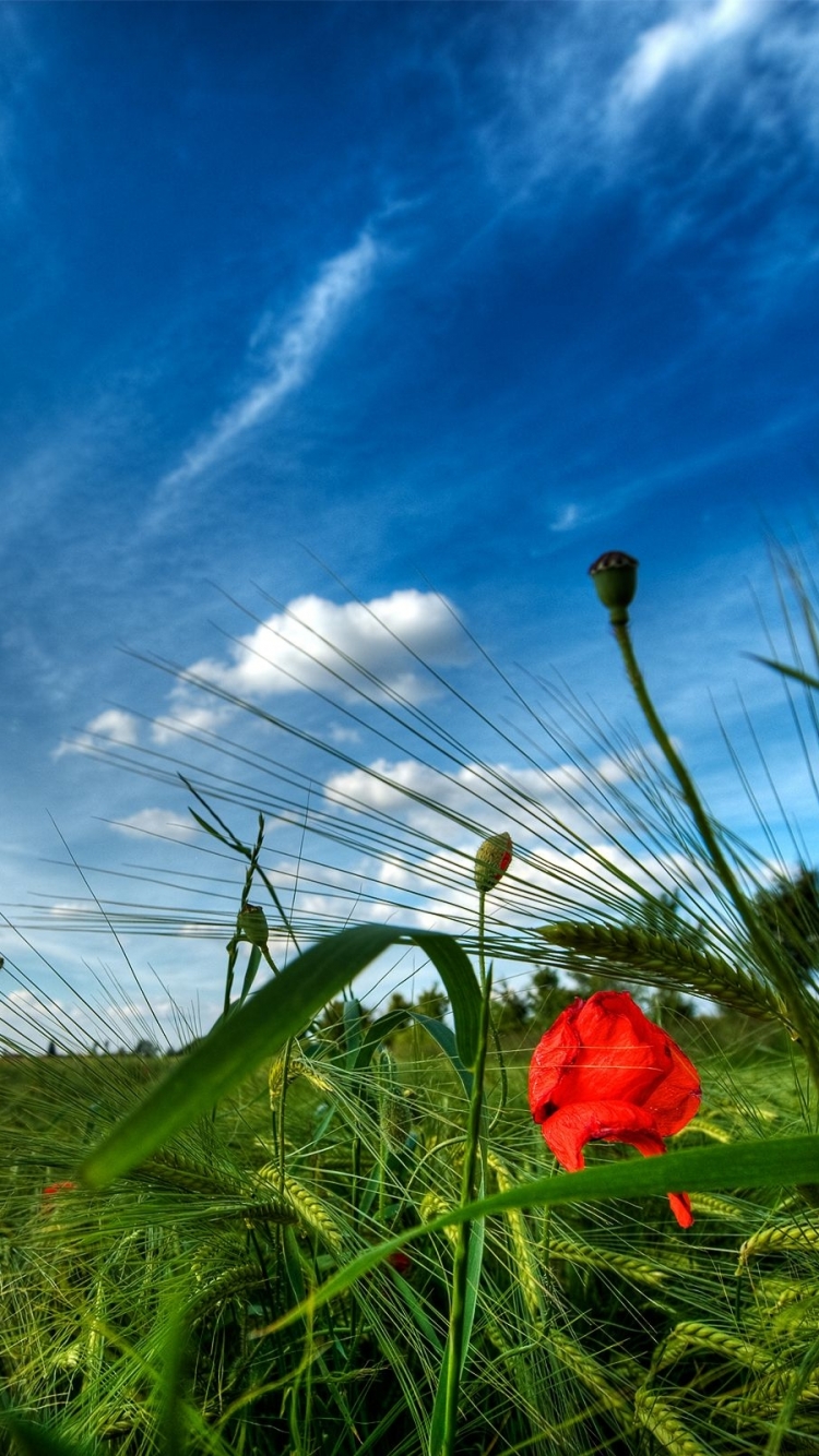 Descarga gratuita de fondo de pantalla para móvil de Cielo, Tierra/naturaleza.