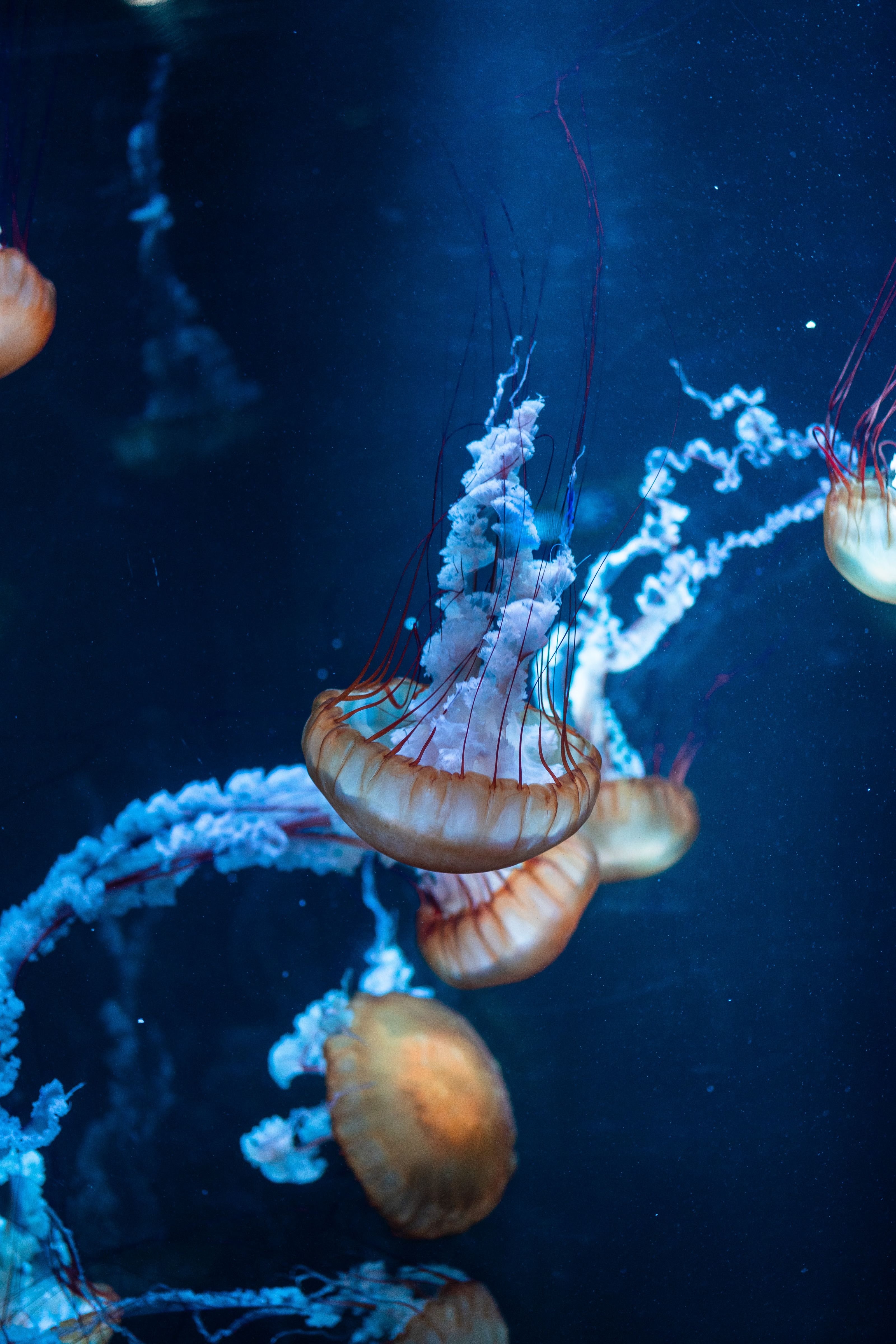 118634 descargar fondo de pantalla medusa, animales, mar, mundo submarino, tentáculos, los tentáculos: protectores de pantalla e imágenes gratis
