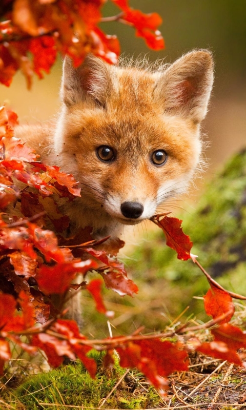 Download mobile wallpaper Fox, Fall, Animal, Cute, Baby Animal, Stare, Cub for free.
