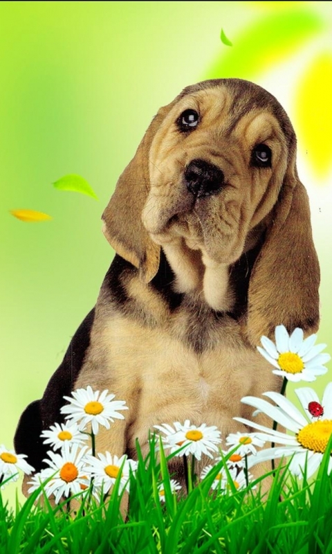 Handy-Wallpaper Tiere, Hunde, Hund kostenlos herunterladen.