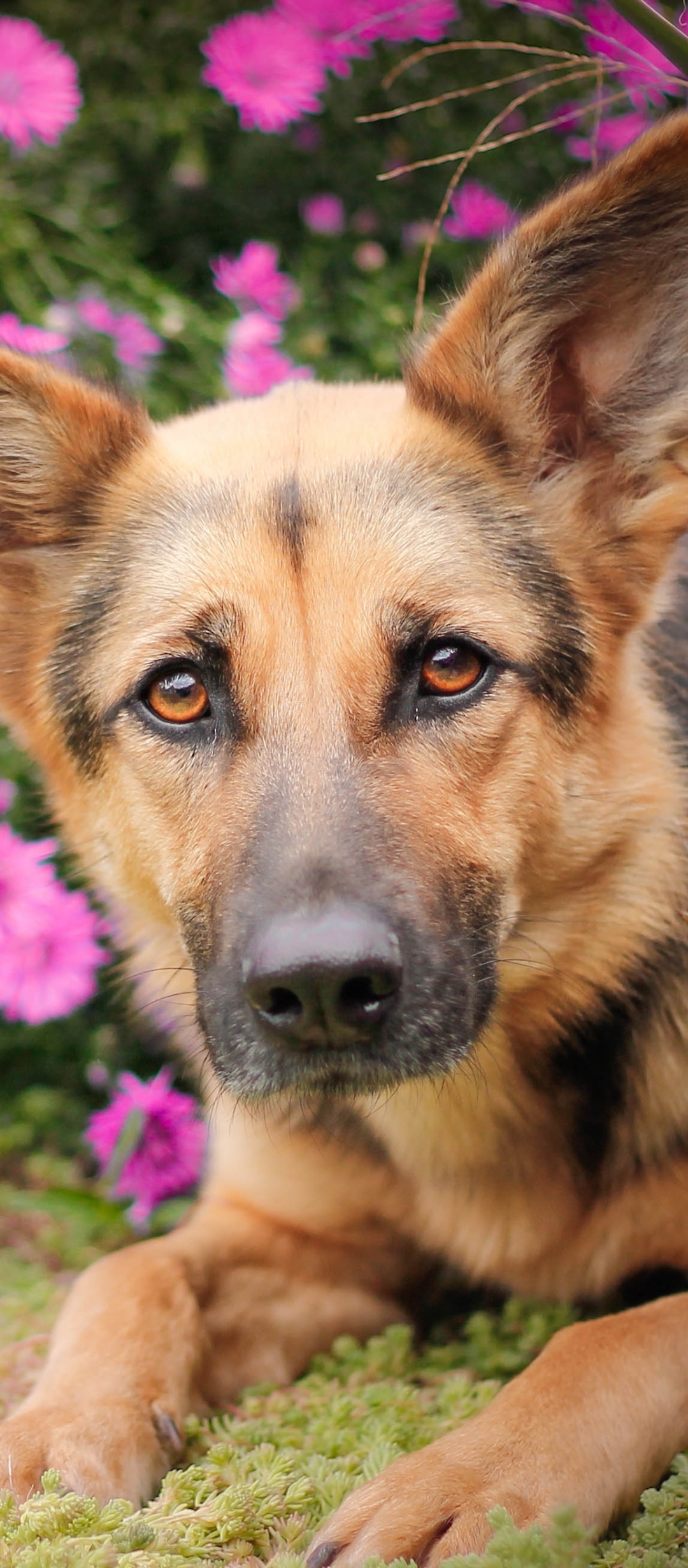 Téléchargez des papiers peints mobile Animaux, Chiens, Chien, Berger Allemand gratuitement.