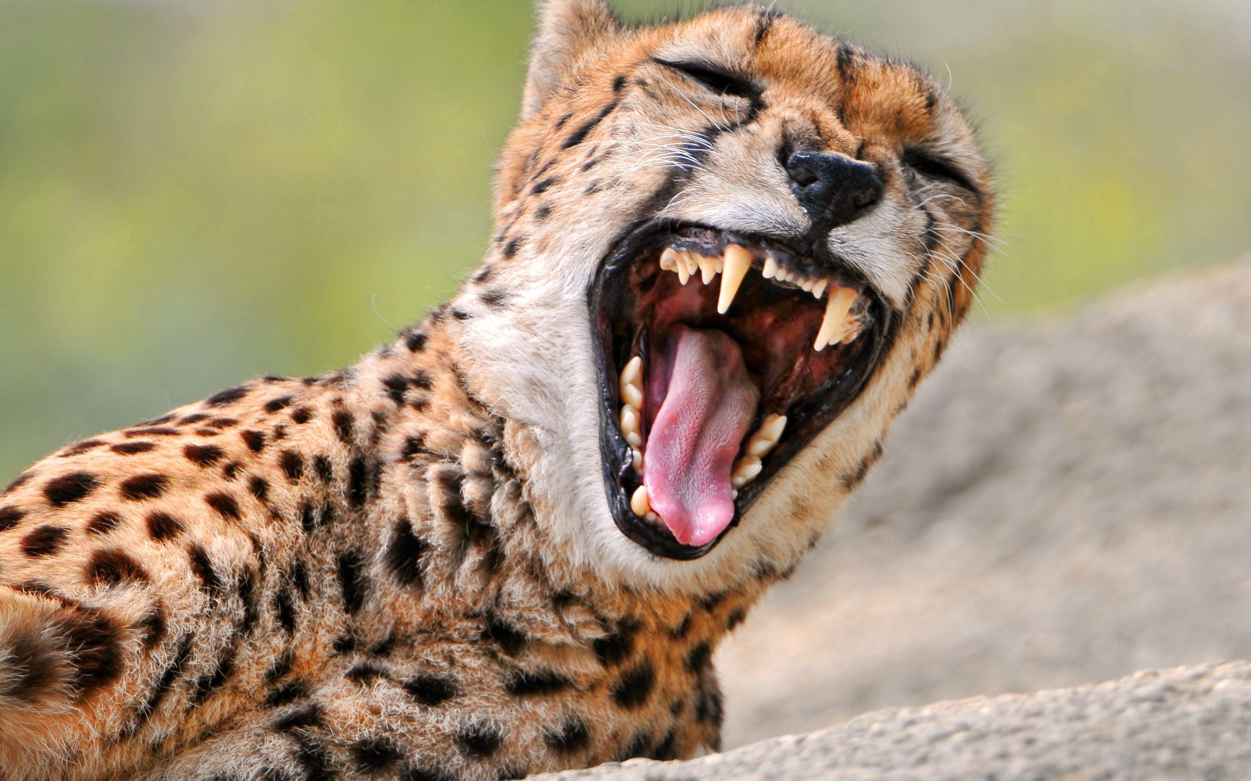 Download mobile wallpaper Predator, Anger, Animals, Grin, Cheetah for free.