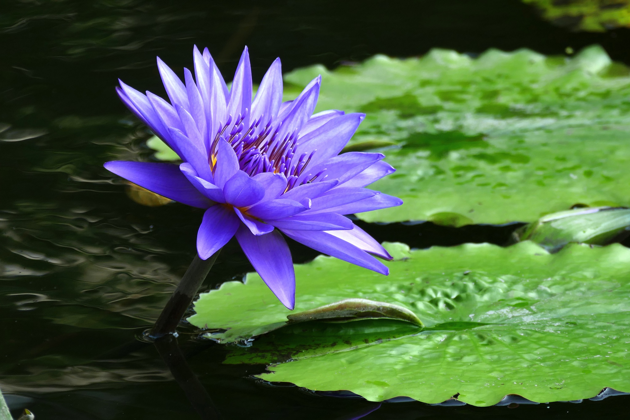 PCデスクトップにフラワーズ, 水, 葉, 花, 地球, スイレン, 紫色の花画像を無料でダウンロード