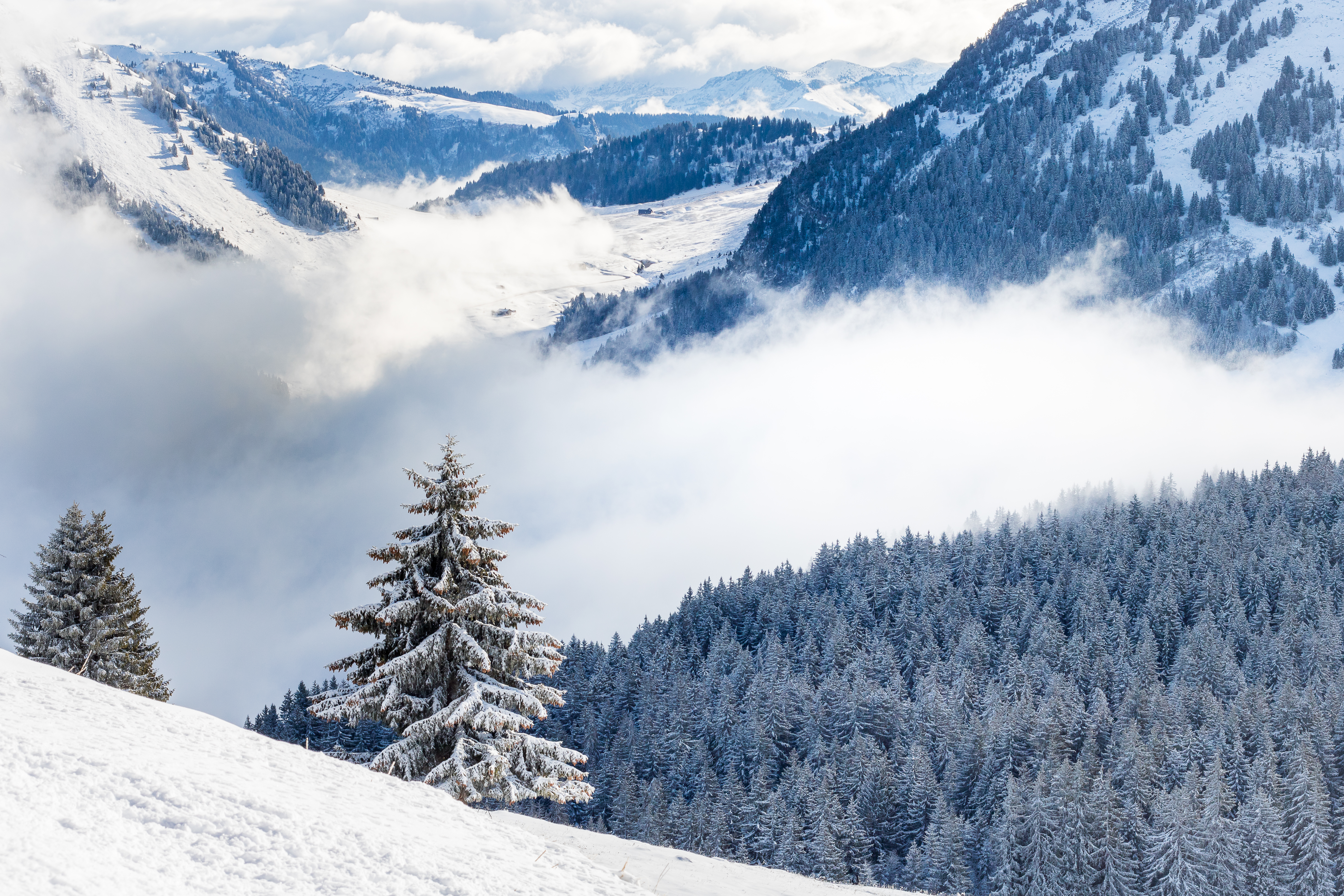 Free download wallpaper Clouds, Snow, Spruce, Fir, Hills, Nature, Forest on your PC desktop