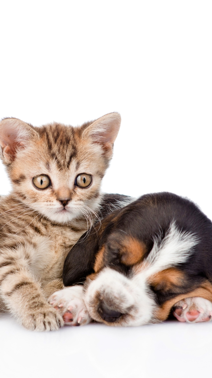 無料モバイル壁紙動物, ネコ, 子猫, 犬, 子犬, 睡眠, 赤ちゃん動物, キャット＆ドッグをダウンロードします。