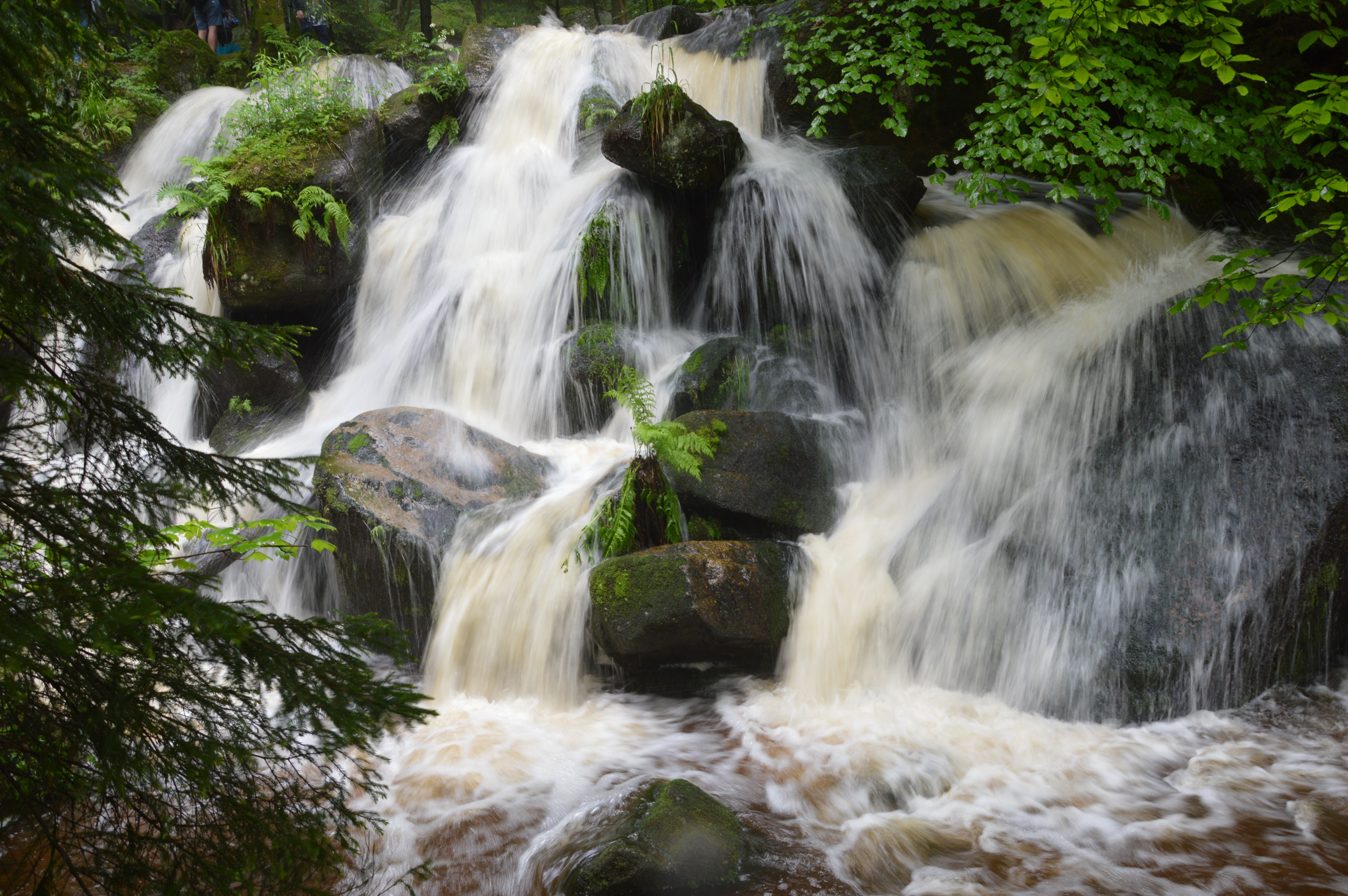 Free download wallpaper Nature, Water, Waterfalls, Waterfall, Fern, Earth on your PC desktop