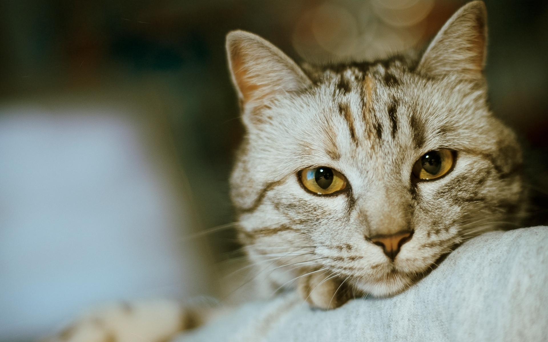 Baixe gratuitamente a imagem Animais, Gato na área de trabalho do seu PC