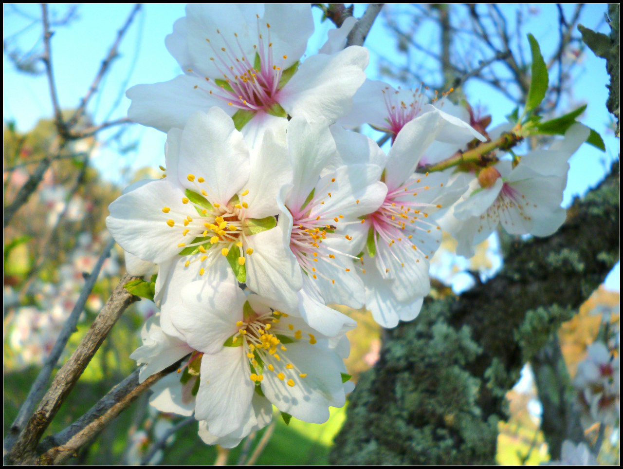 Download mobile wallpaper Sakura, Flower, Earth, Blossom for free.