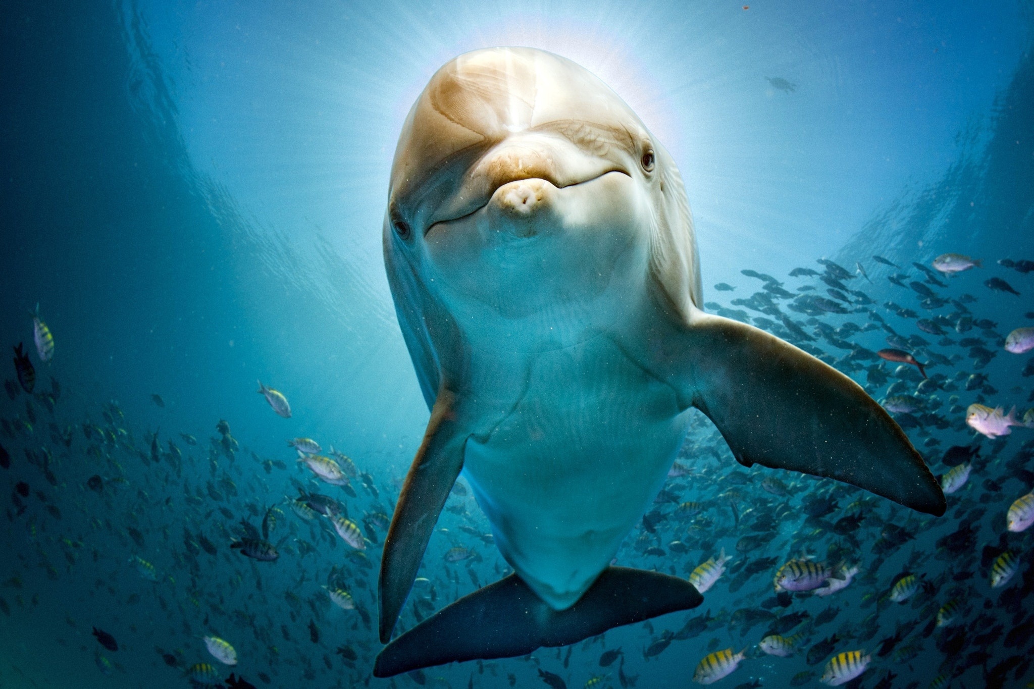 Скачать обои бесплатно Животные, Дельфин, Рыба, Подводный, Морская Жизнь картинка на рабочий стол ПК