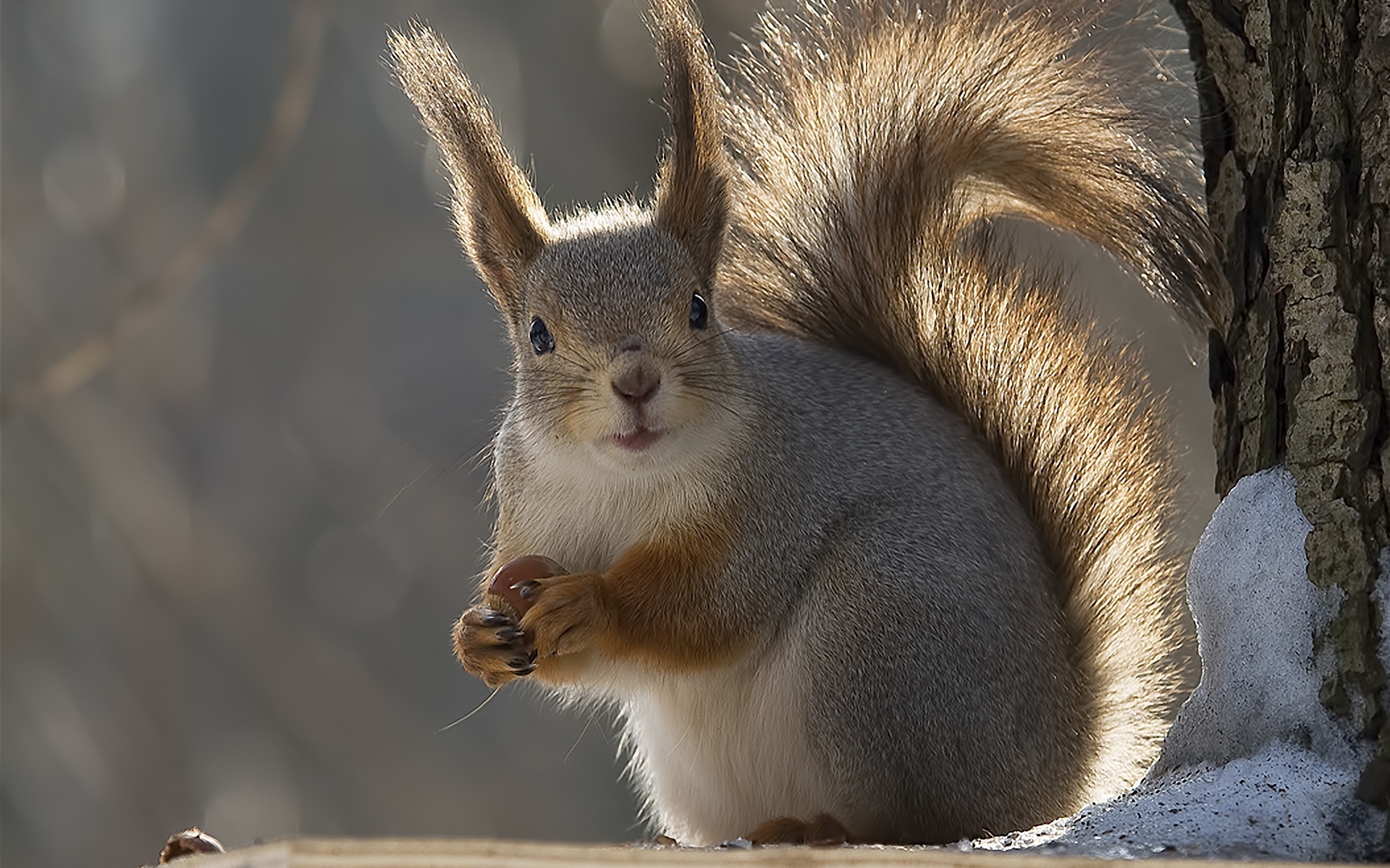 37121 télécharger l'image animaux, ecureuils, orange - fonds d'écran et économiseurs d'écran gratuits