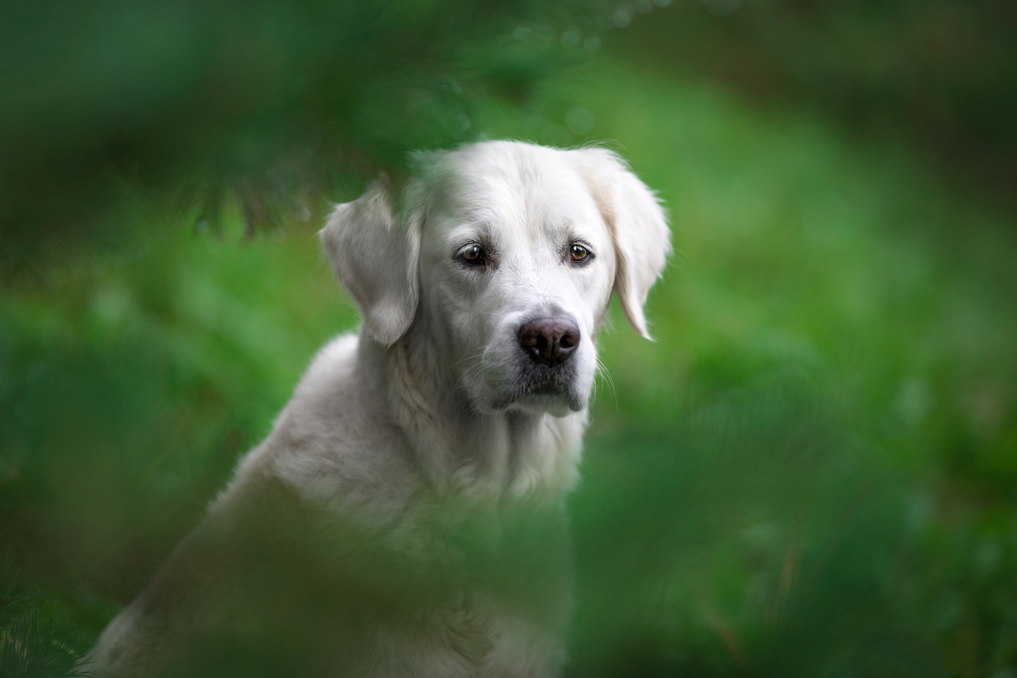Laden Sie das Tiere, Hunde, Hund, Golden Retriever-Bild kostenlos auf Ihren PC-Desktop herunter