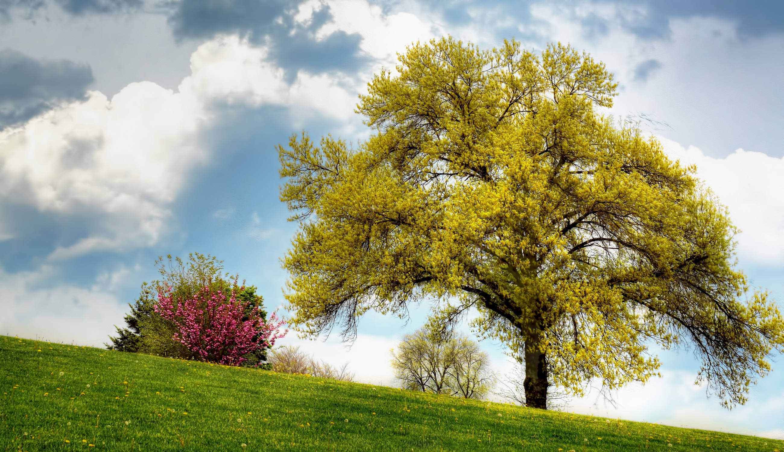Free download wallpaper Nature, Trees, Bush, Tree, Earth, Spring, Lonely Tree on your PC desktop
