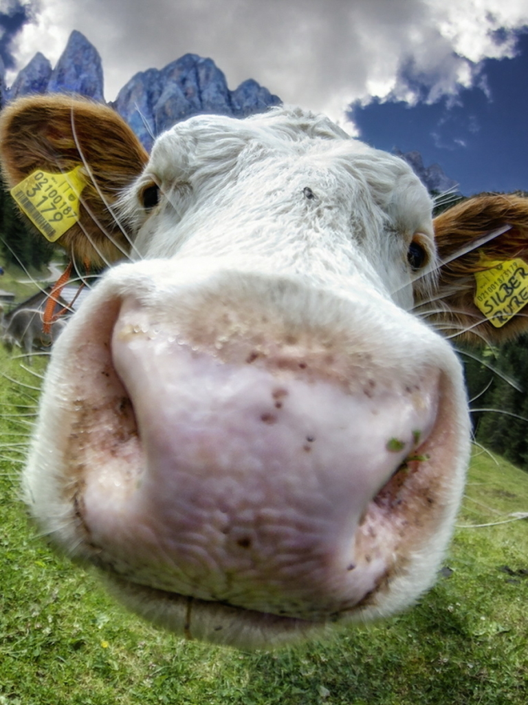 Download mobile wallpaper Close Up, Animal, Cow for free.