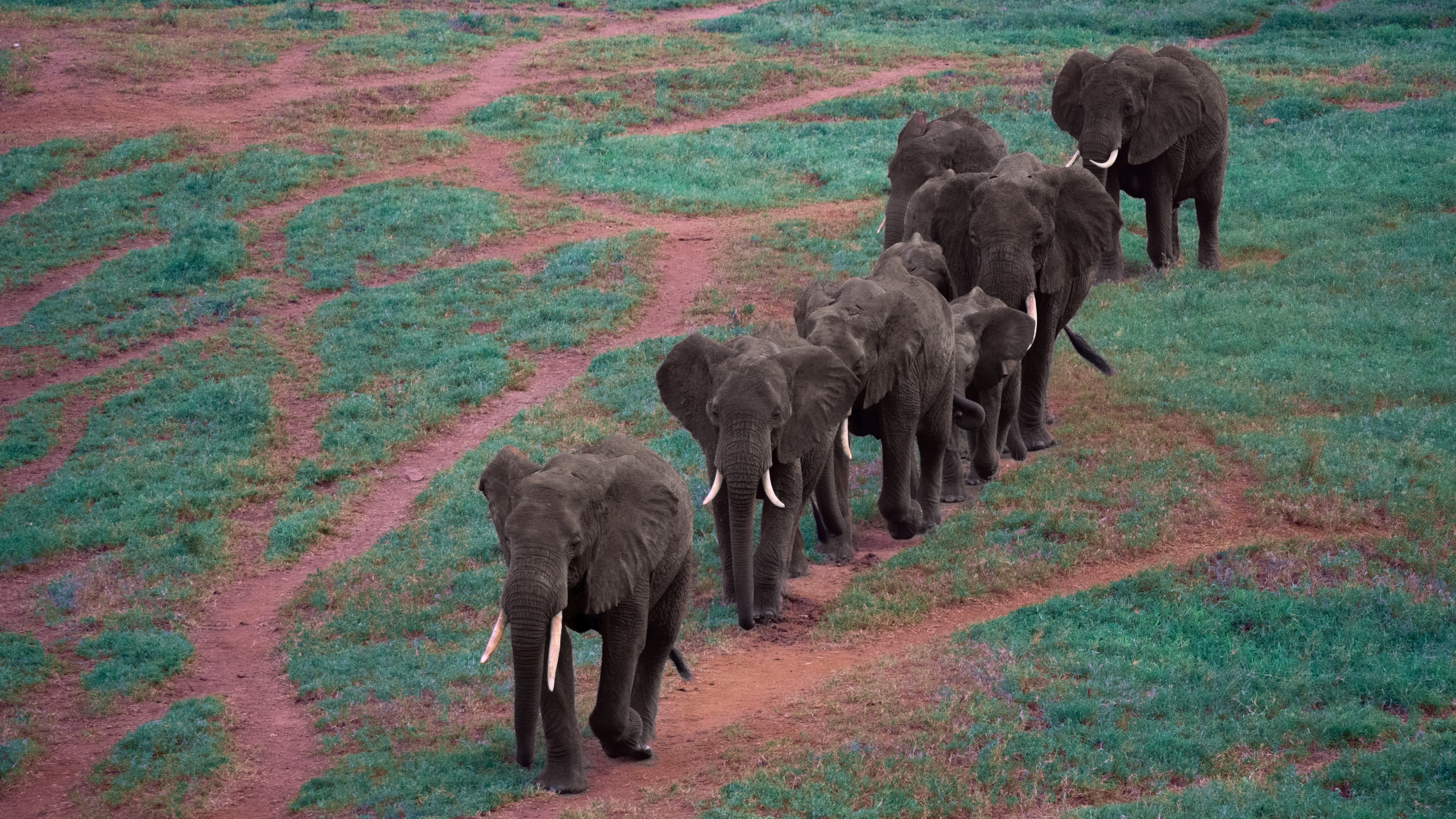 498156 descargar imagen animales, elefante africano de sabana, rebaño, elefantes: fondos de pantalla y protectores de pantalla gratis