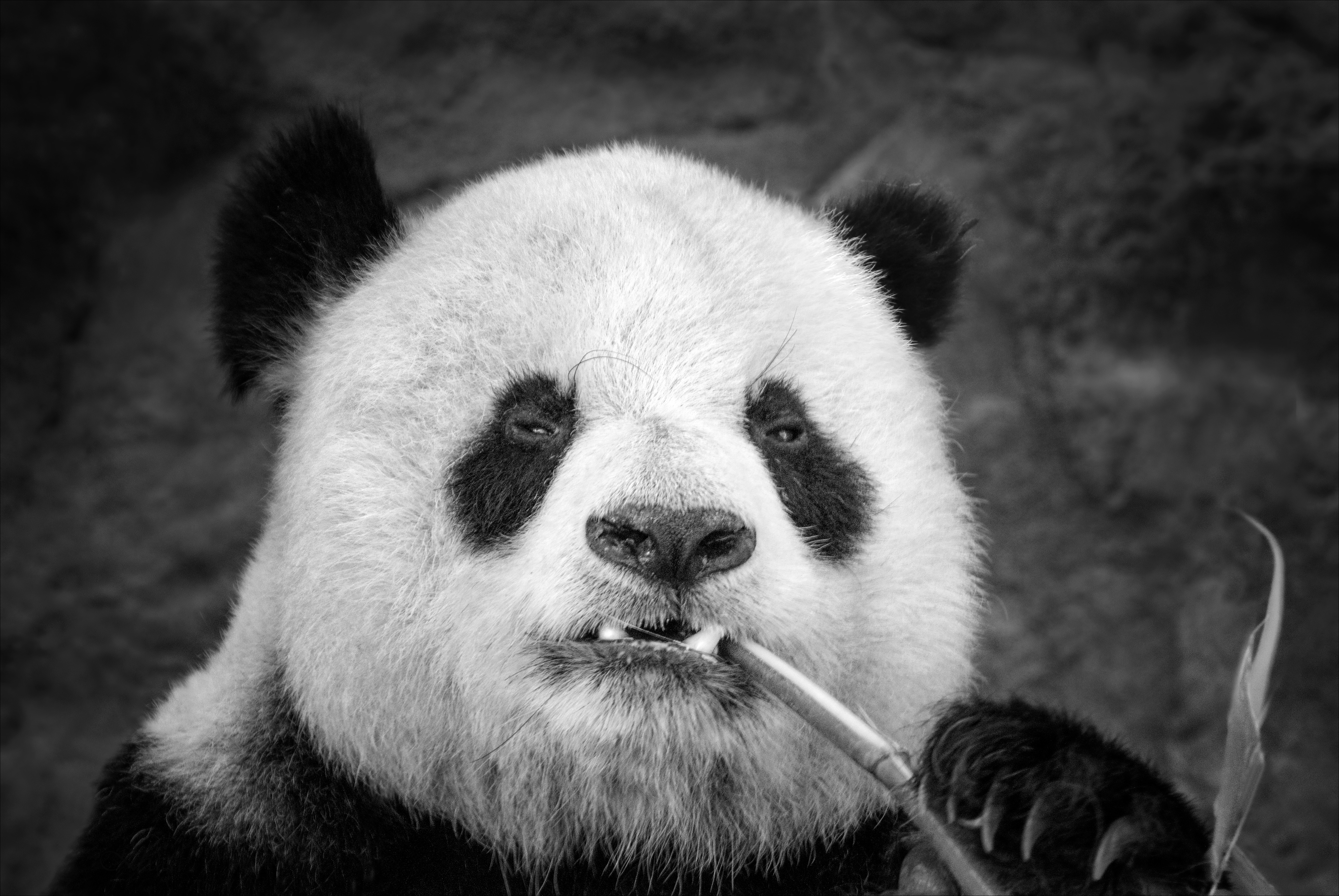 Download mobile wallpaper Animal, Panda, Black & White for free.