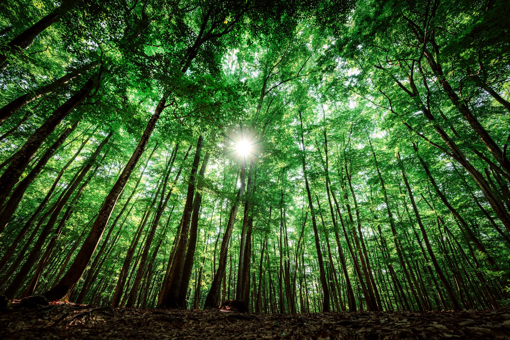Baixe gratuitamente a imagem Sol, Floresta, Árvore, Terra/natureza na área de trabalho do seu PC