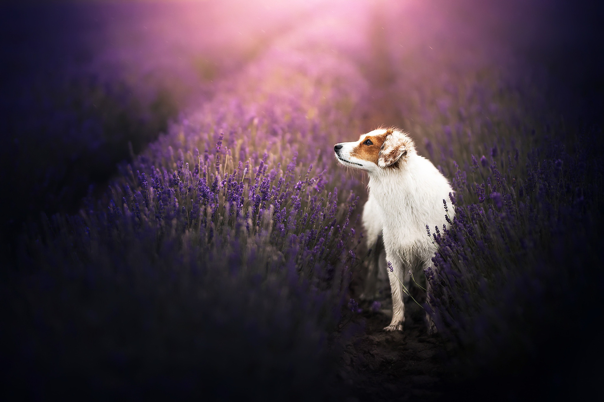 PCデスクトップに動物, 犬, ラベンダー, 紫色の花, 被写界深度画像を無料でダウンロード