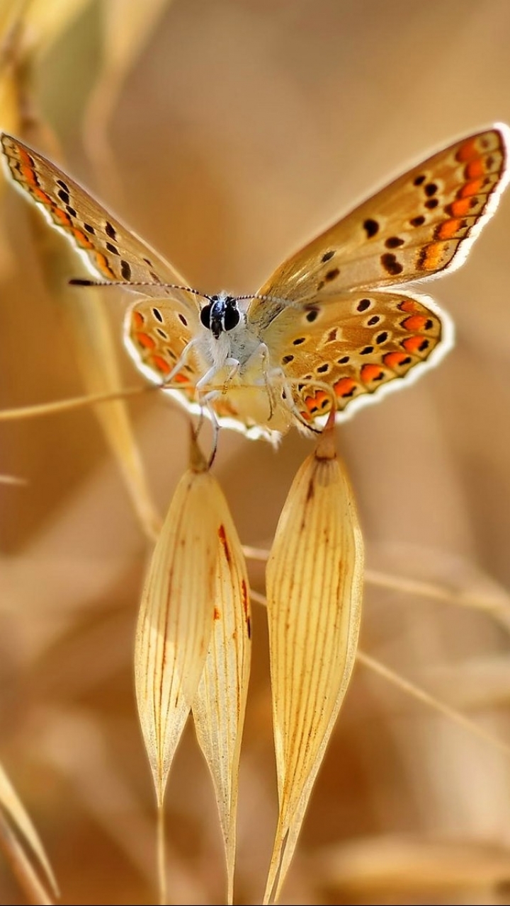 Download mobile wallpaper Butterfly, Animal for free.