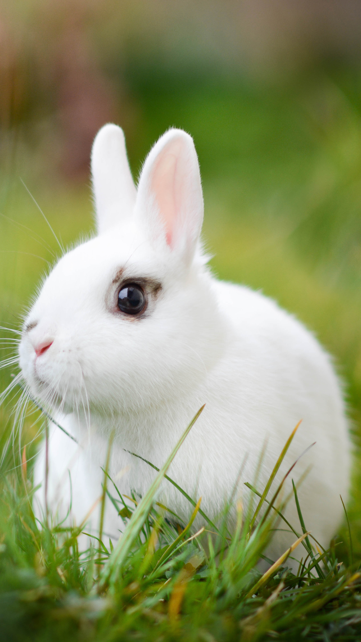 Download mobile wallpaper Grass, Blur, Animal, Rabbit for free.