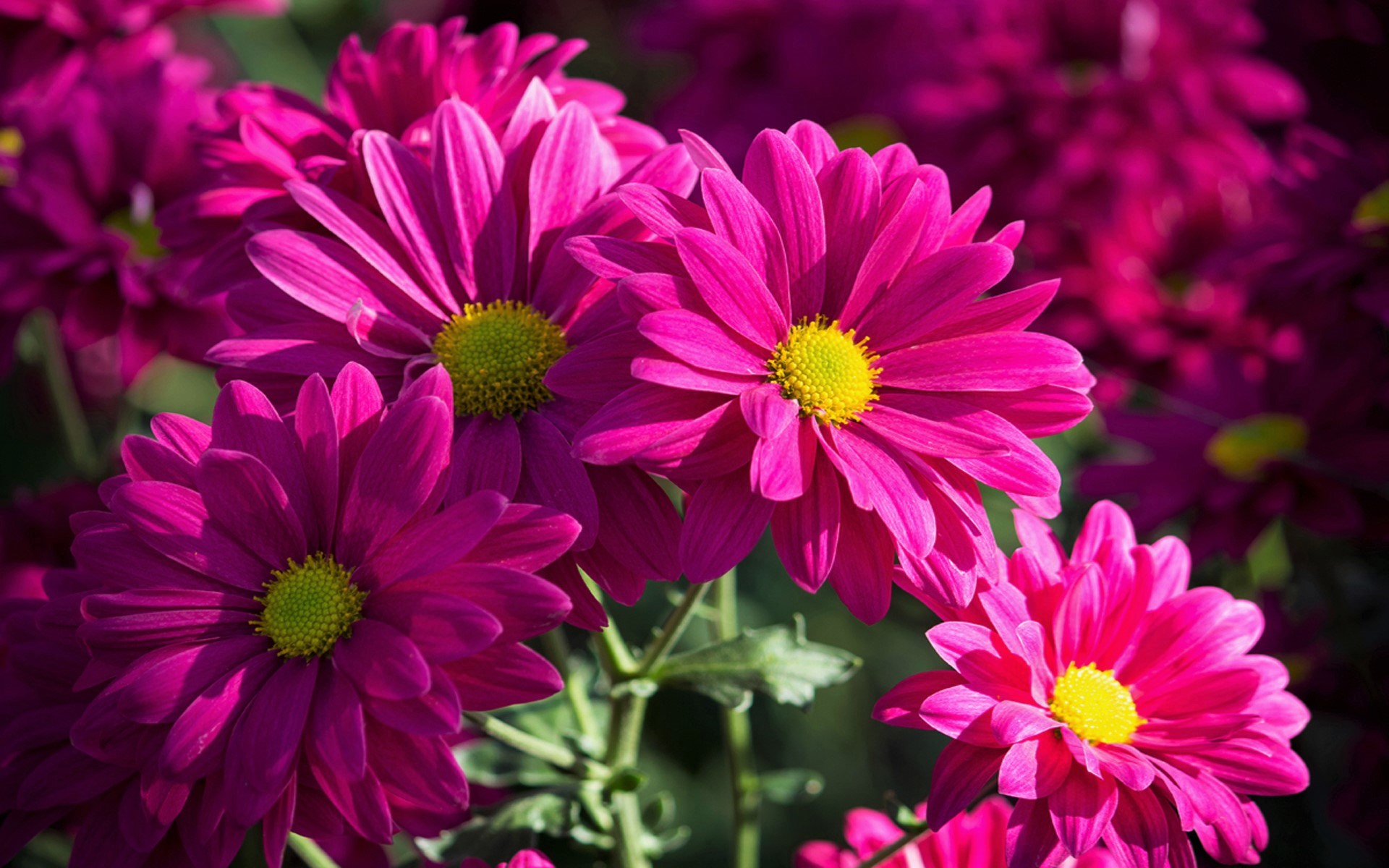 Laden Sie das Blumen, Blume, Gänseblümchen, Erde/natur, Pinke Blume, Chrysanthemen-Bild kostenlos auf Ihren PC-Desktop herunter