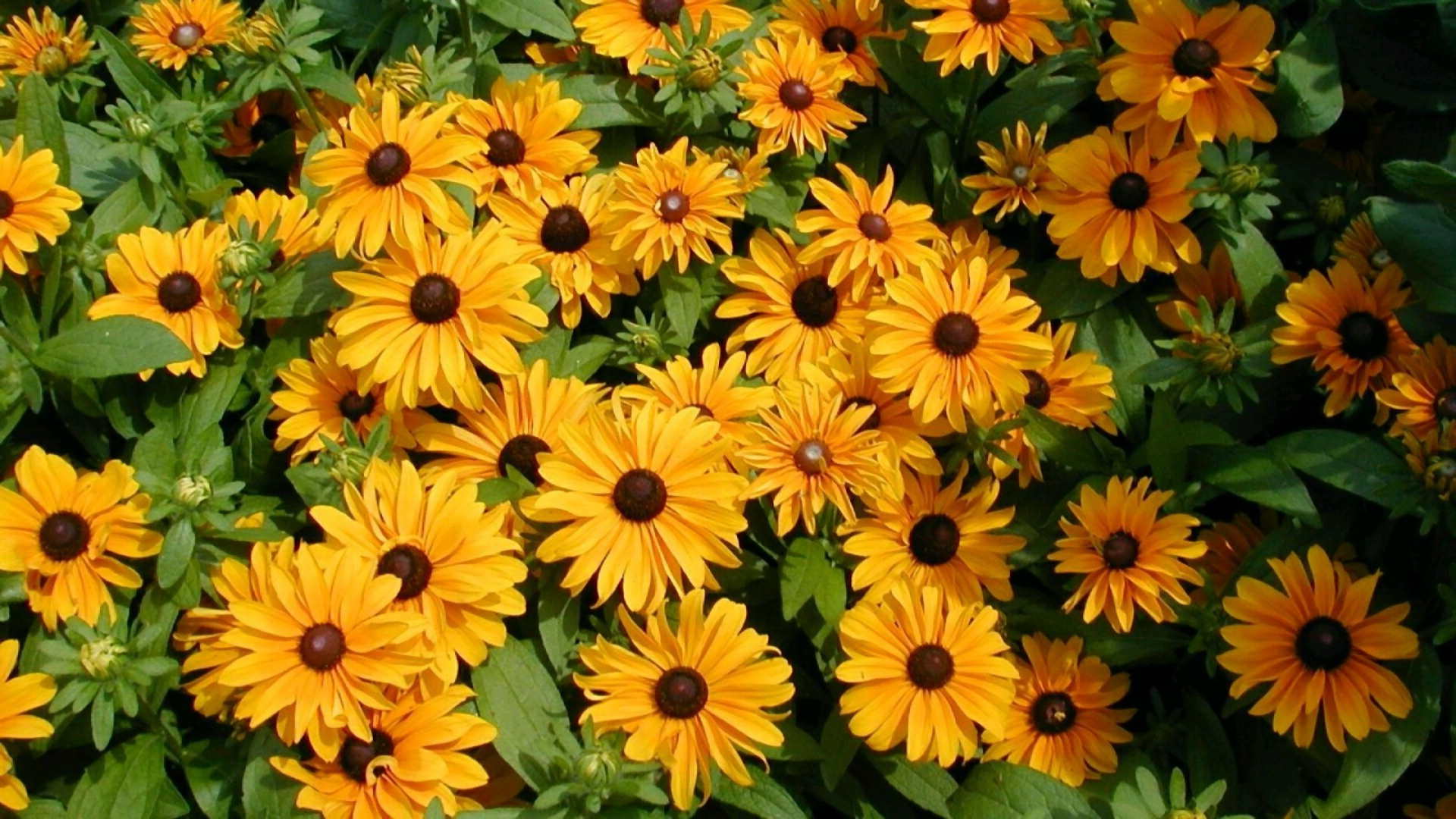Download mobile wallpaper Nature, Flowers, Flower, Close Up, Earth, Daisy, Yellow Flower, Black Eyed Susan for free.