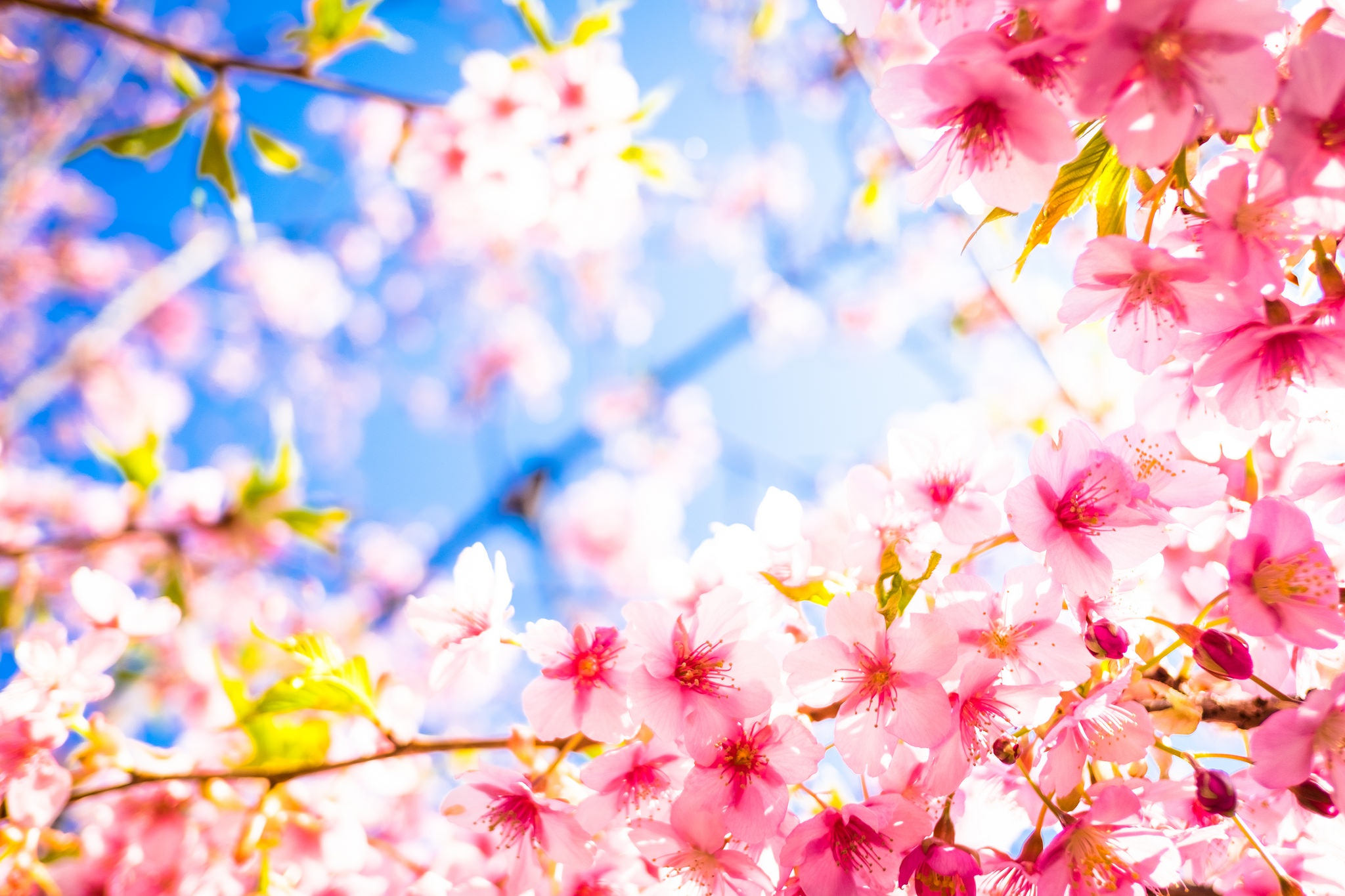 Descarga gratis la imagen Naturaleza, Flores, Flor, Flor Rosa, Florecer, Primavera, Tierra/naturaleza en el escritorio de tu PC