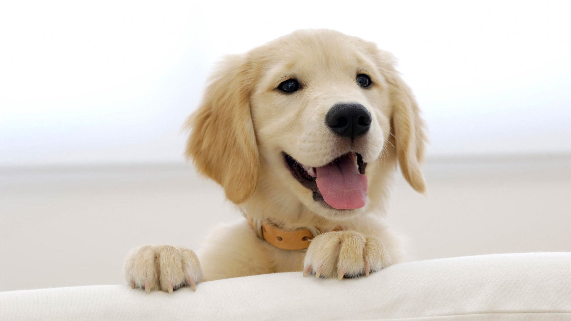 Download mobile wallpaper Dog, Animal, Puppy, Golden Retriever, Cute for free.