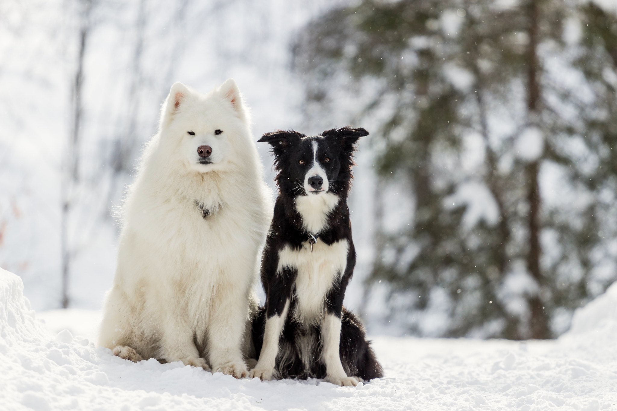 Скачать обои бесплатно Животные, Собаки, Снег, Собака, Бордер Колли, Самоедская Собака картинка на рабочий стол ПК