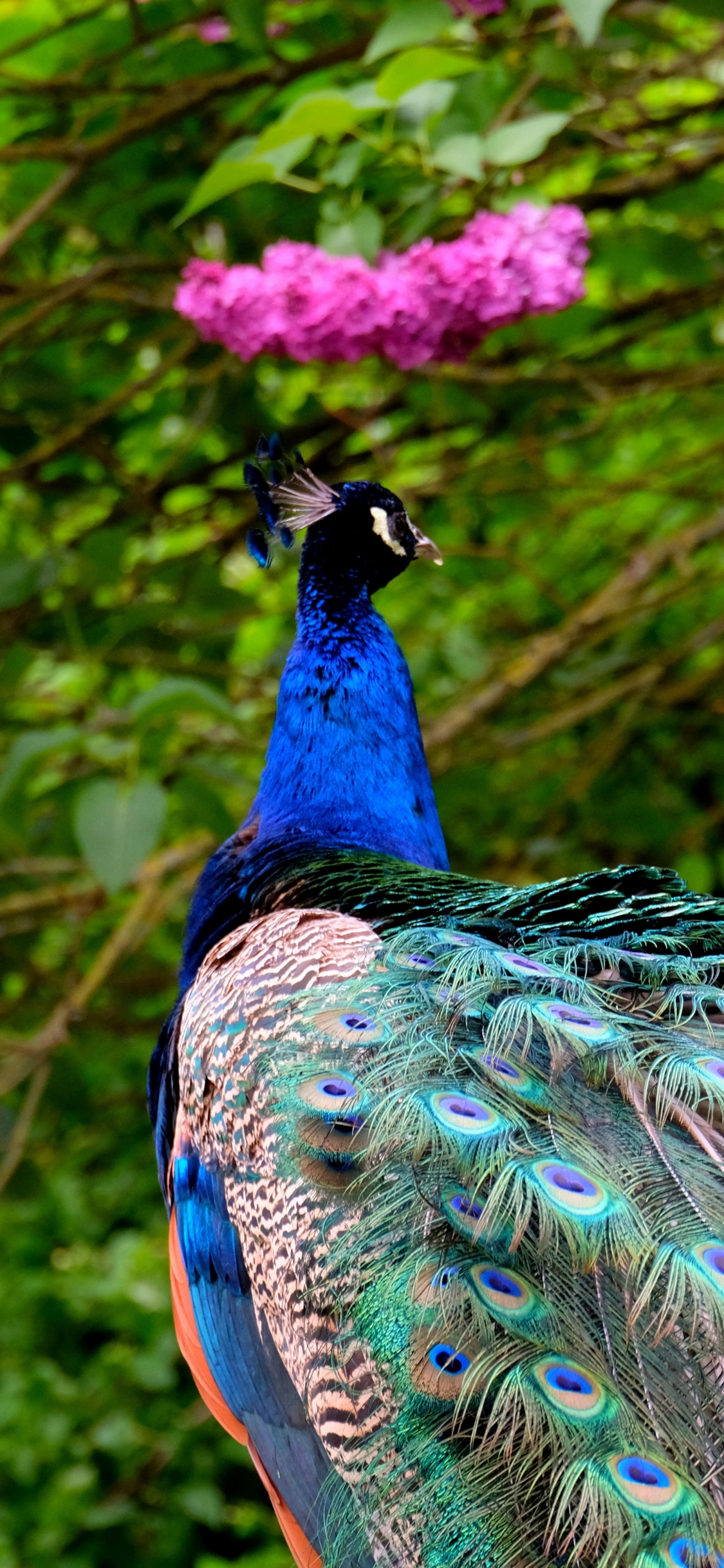 Download mobile wallpaper Birds, Bird, Animal, Peacock, Pink Flower for free.