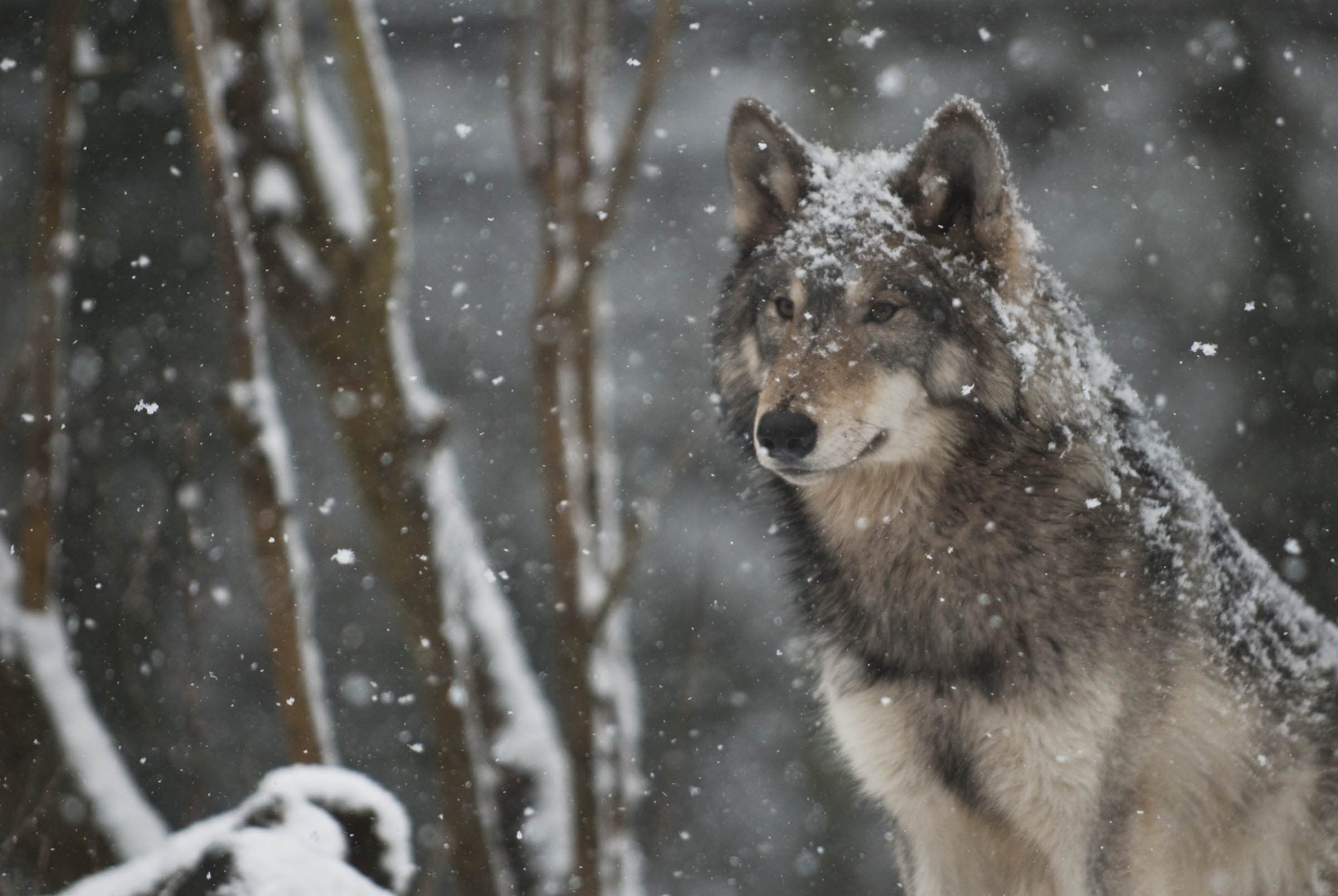 Handy-Wallpaper Tiere, Schnee, Wolf, Schneefall, Wolves kostenlos herunterladen.