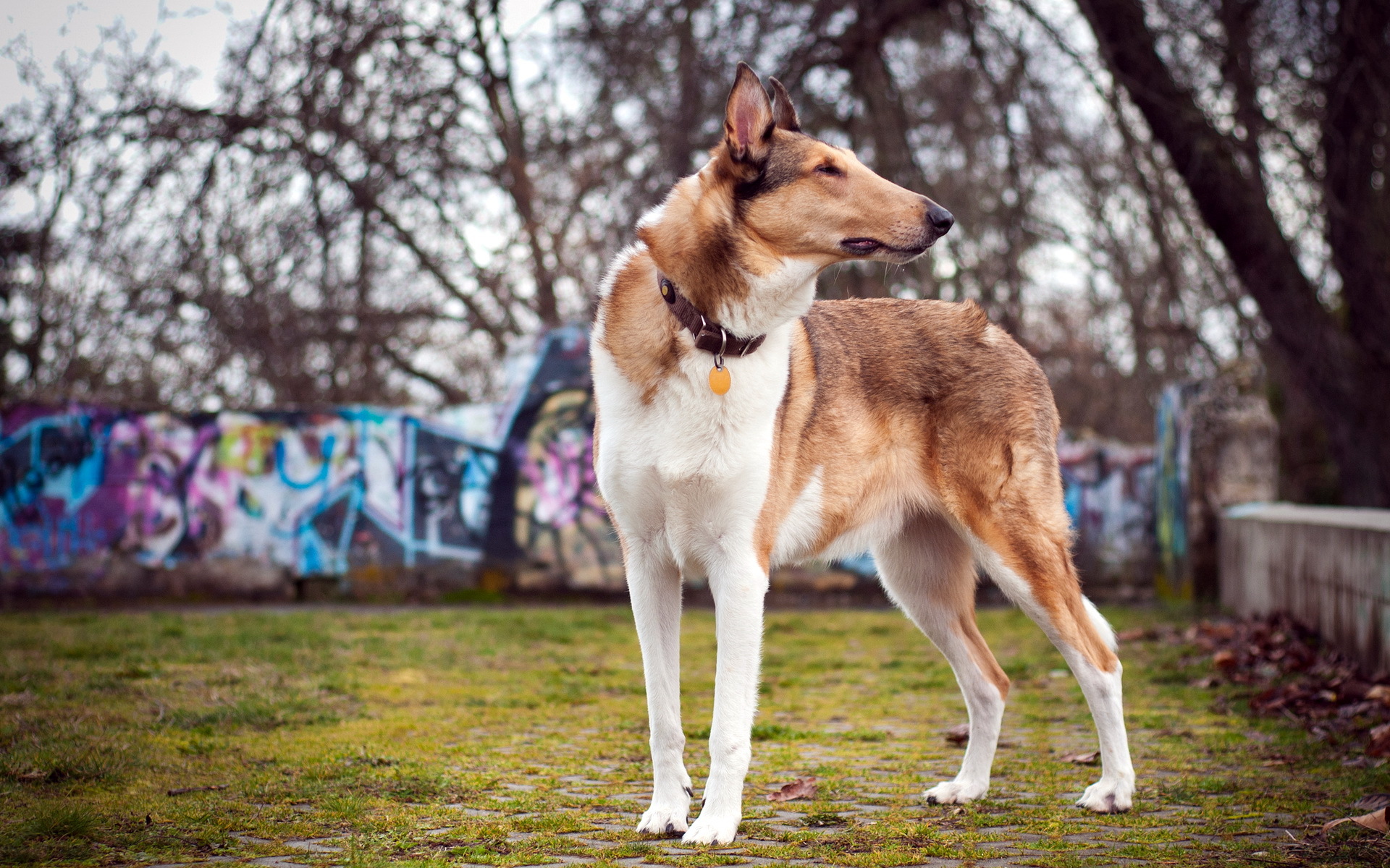 Handy-Wallpaper Hunde, Hund, Tiere kostenlos herunterladen.